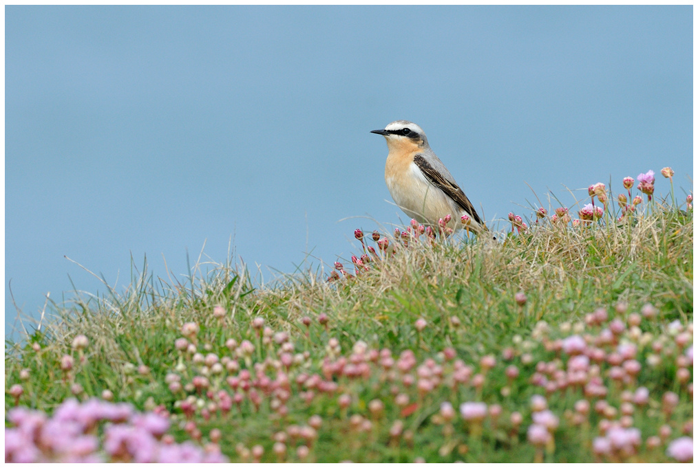 Male Northern Wheatear on Ouessant, France