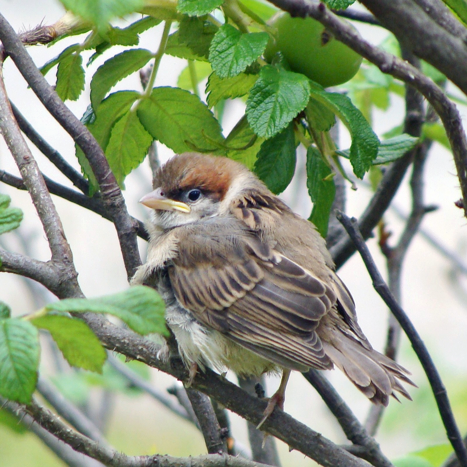 Eurasian tree sparrow fledgling