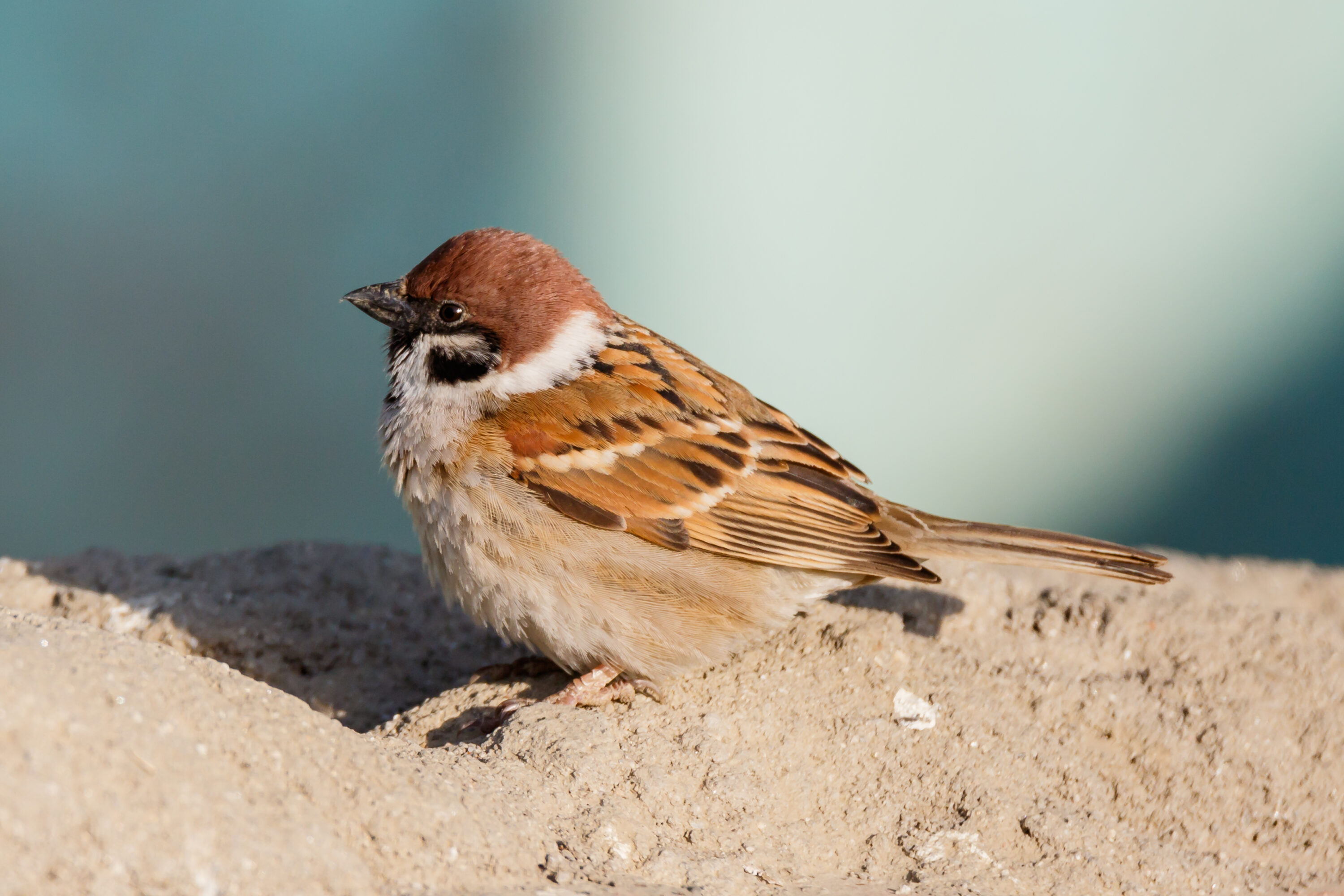Eurasian tree sparrow in Nepal