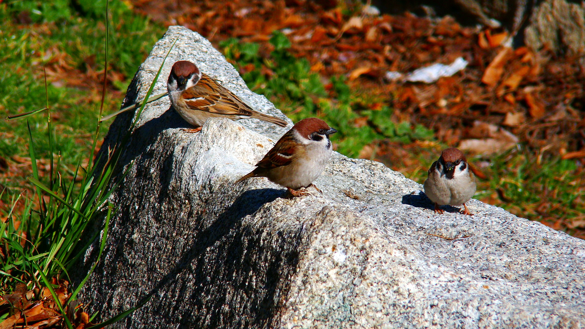 Three Eurasian tree sparrows in a Madrid park