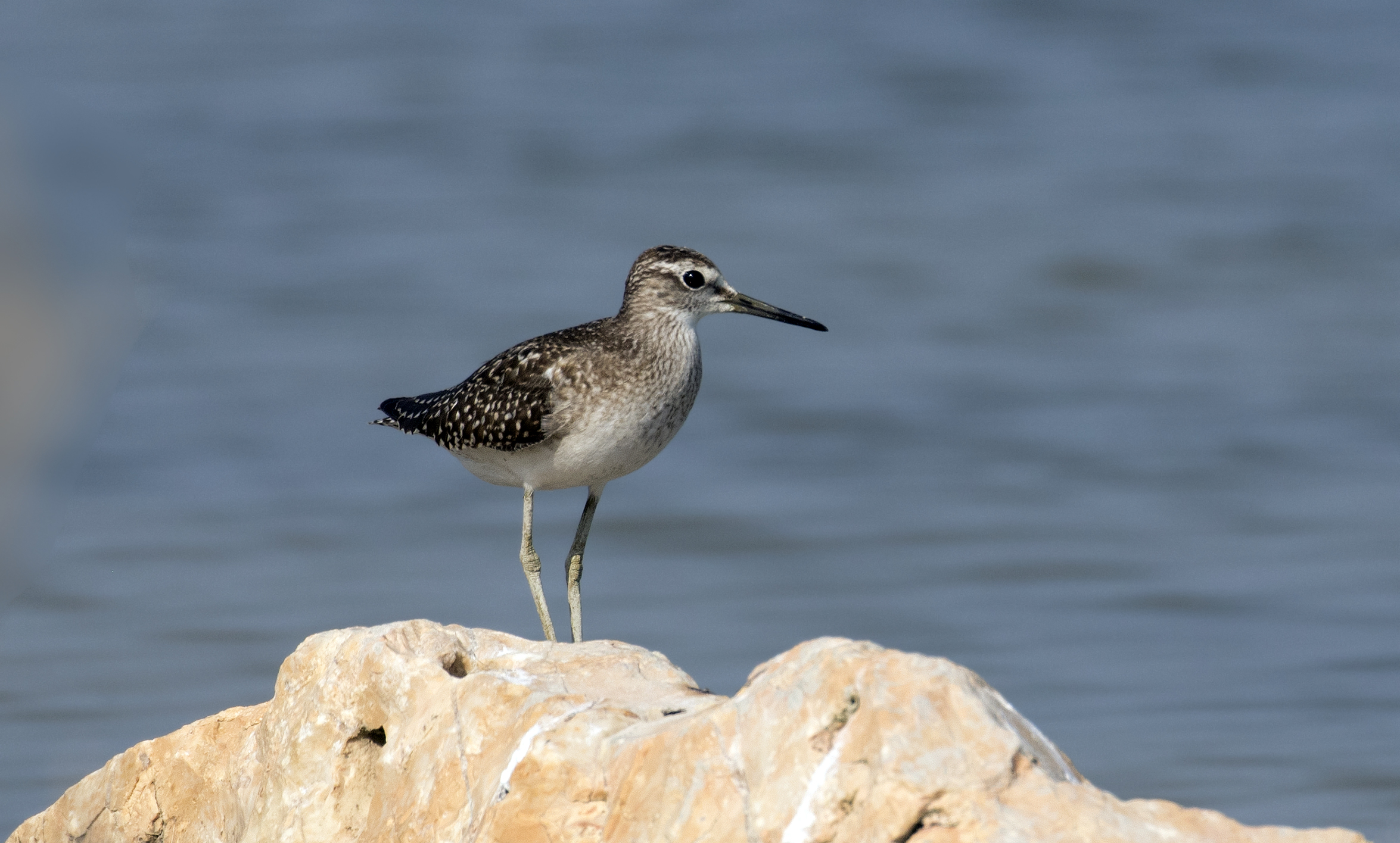 Wood Sandpiper standing beside shallow water in the Göksu Delta, Turkey
