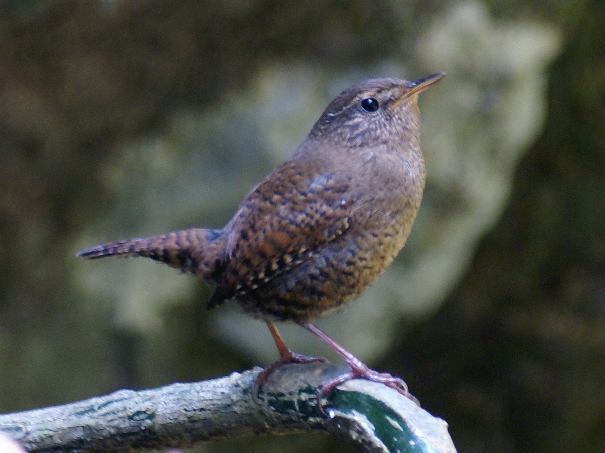 Eurasian wren perched on a branch in Japan