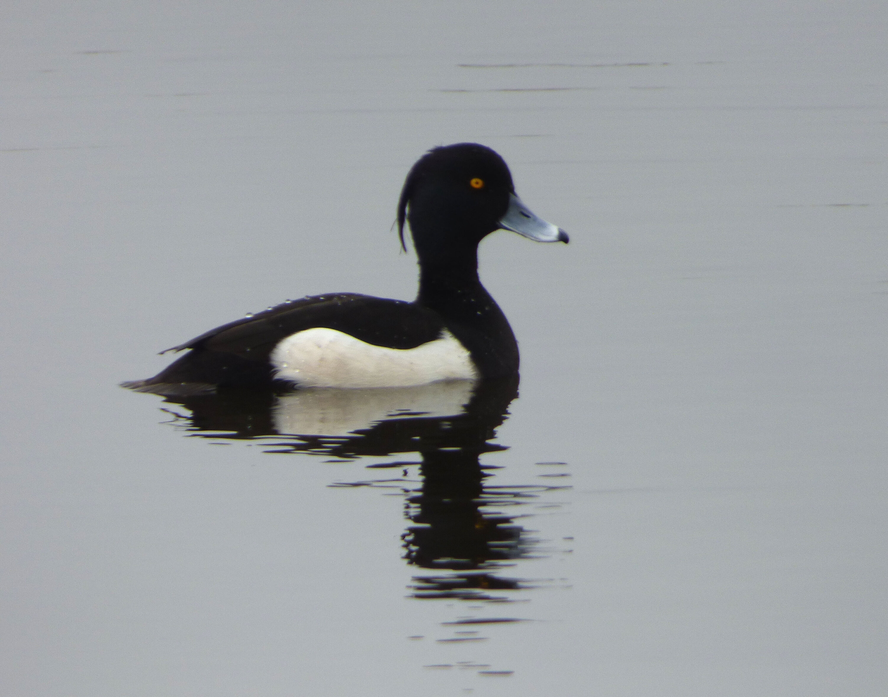 Male tufted duck swimming on calm water