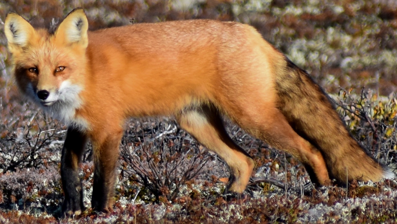 Red fox walking across autumn tundra