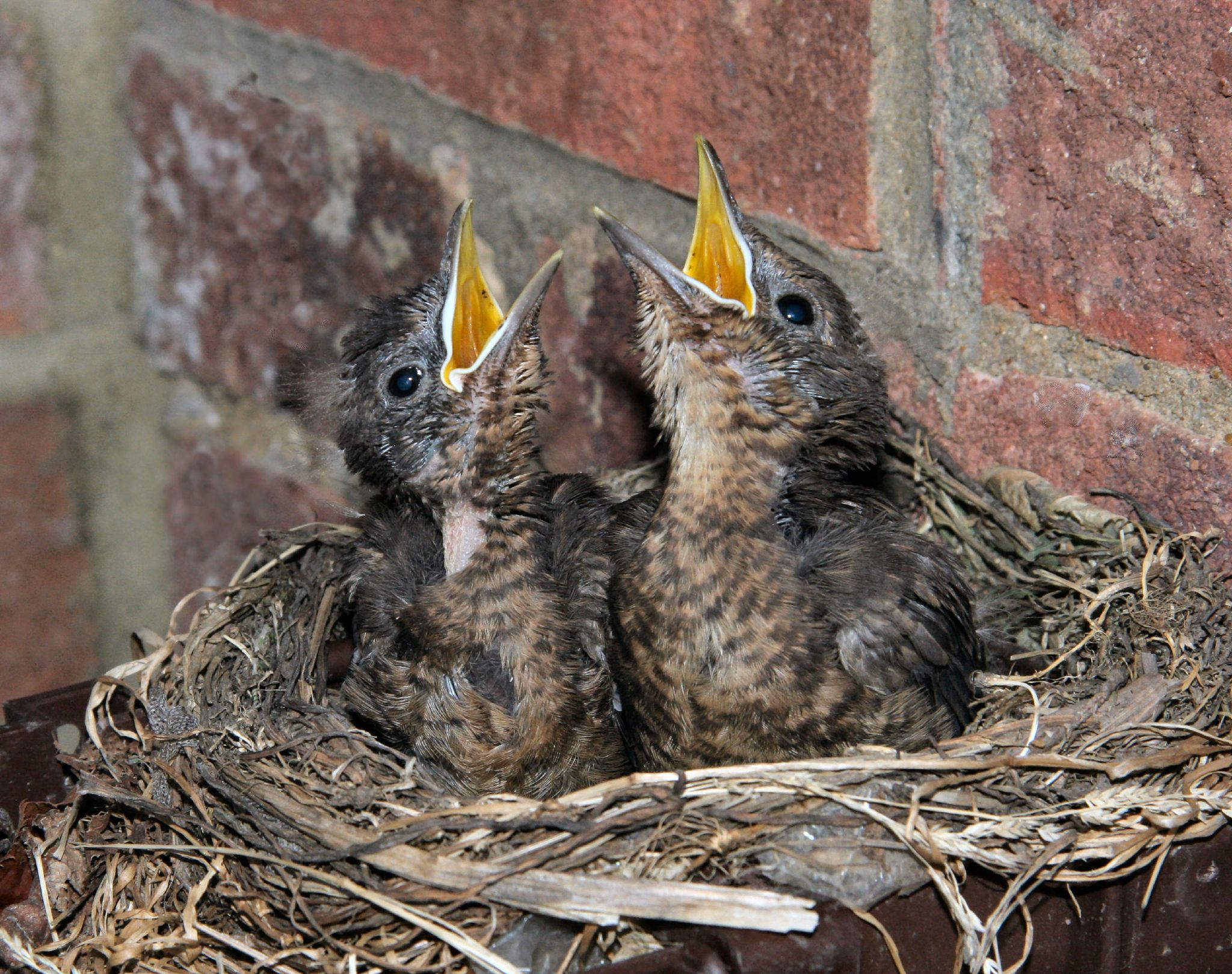 Common blackbird chicks in a nest beside a brick wall