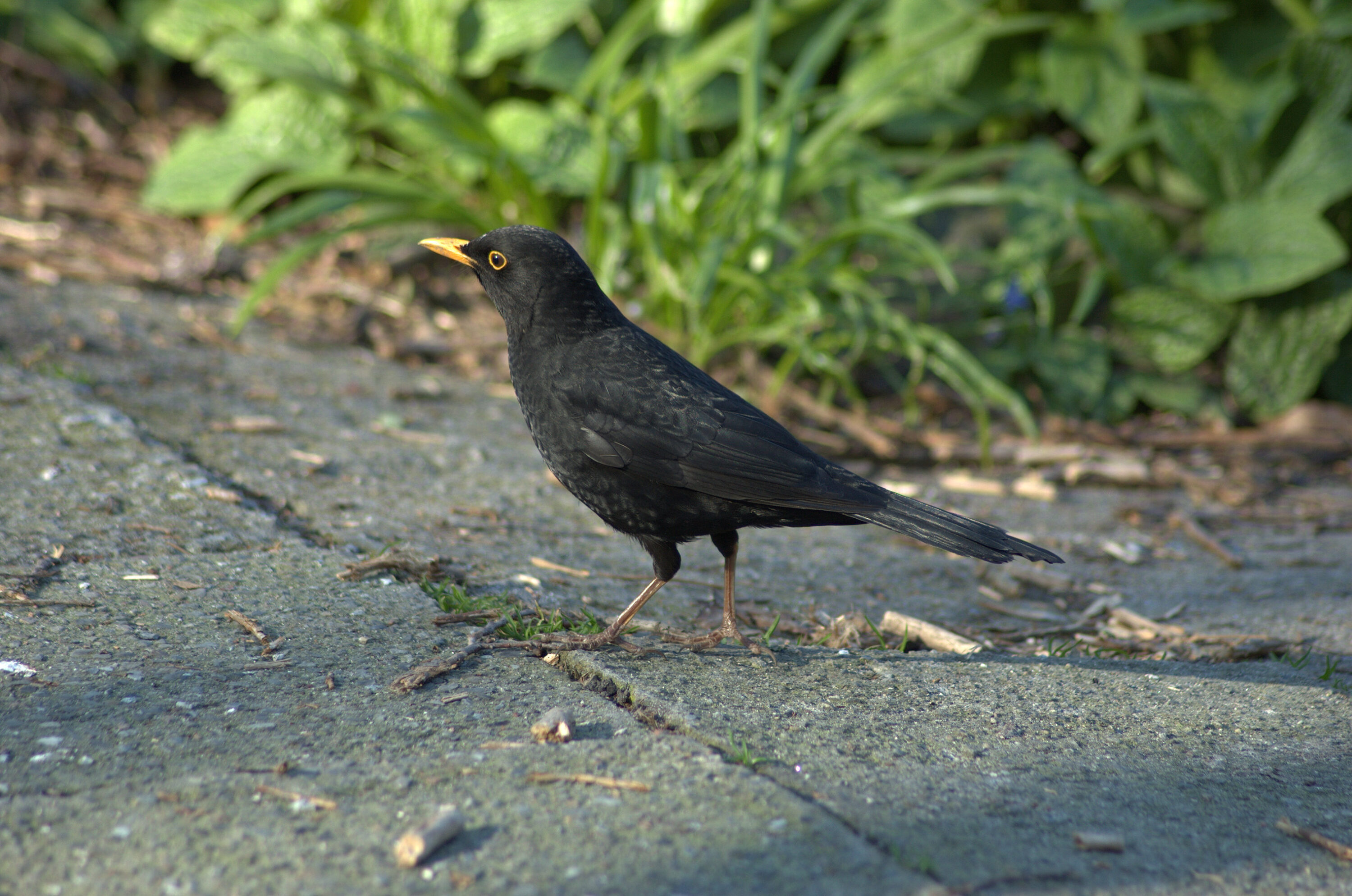 Male Eurasian blackbird in Copenhagen Botanical Garden