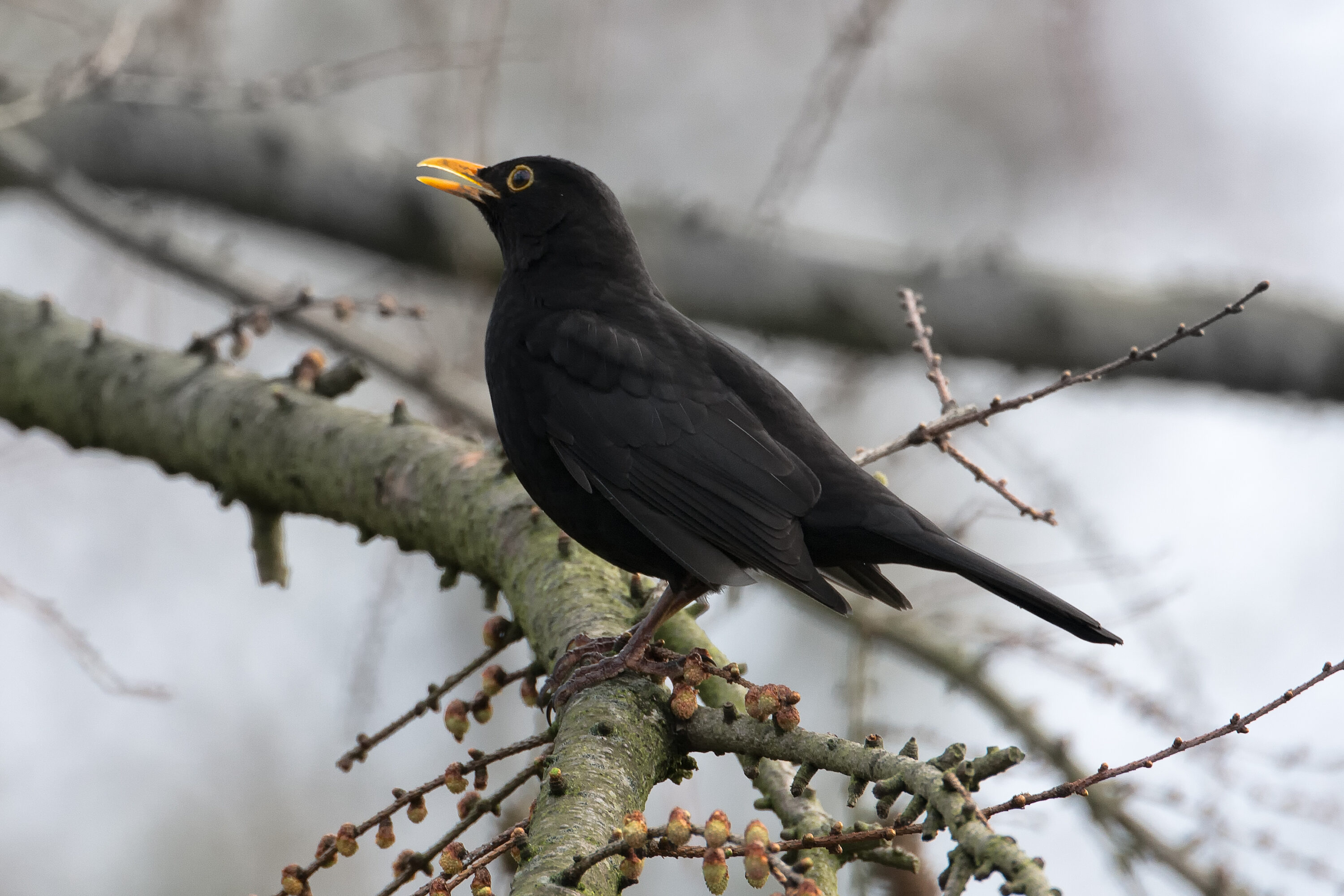 Male Eurasian blackbird in The Hague, Netherlands