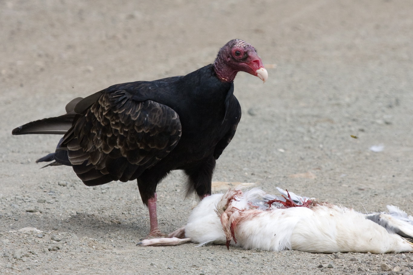 Turkey vulture feeding on a dead gull at Morro Rock, California