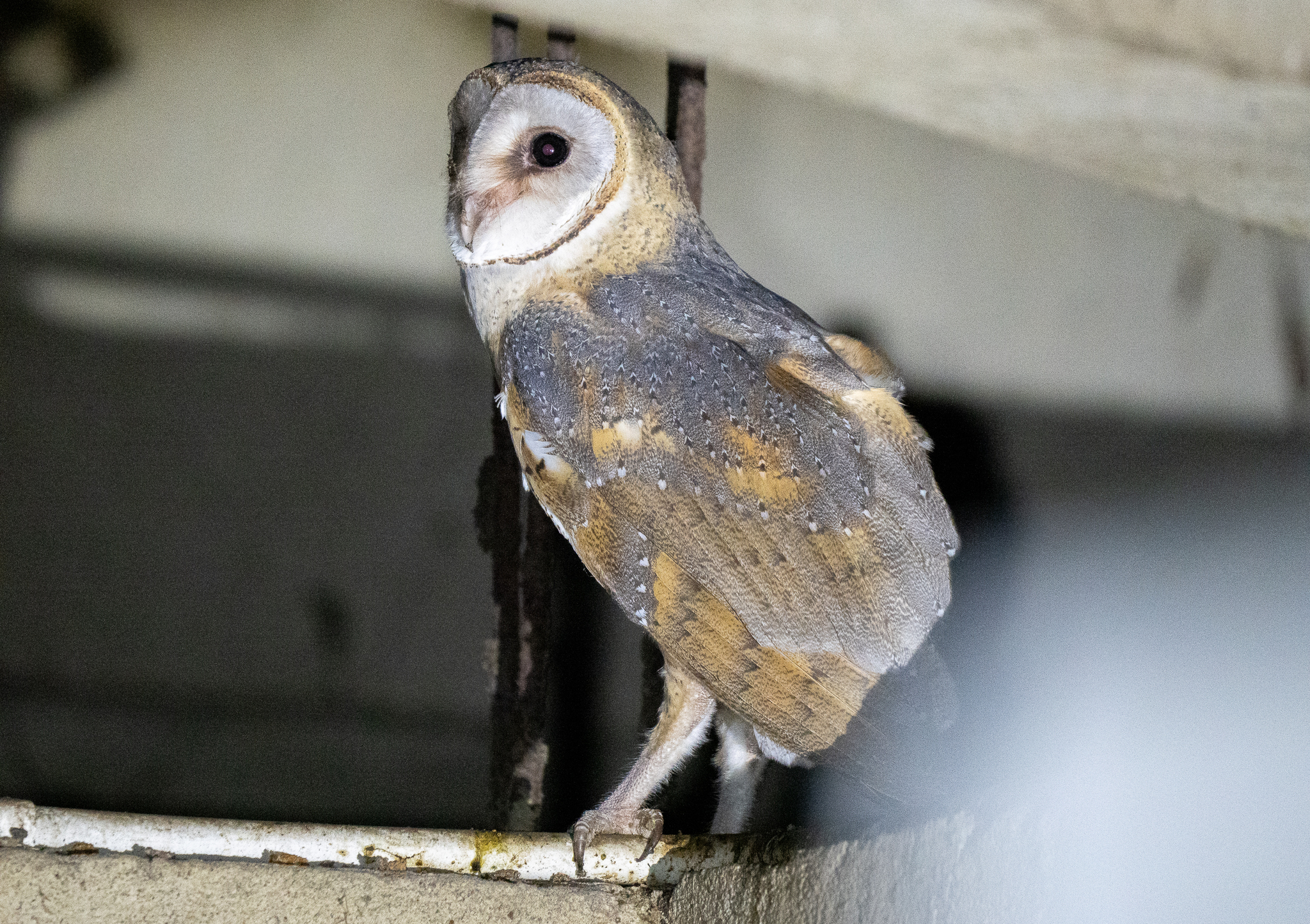 Eastern Barn Owl in Banten, Indonesia