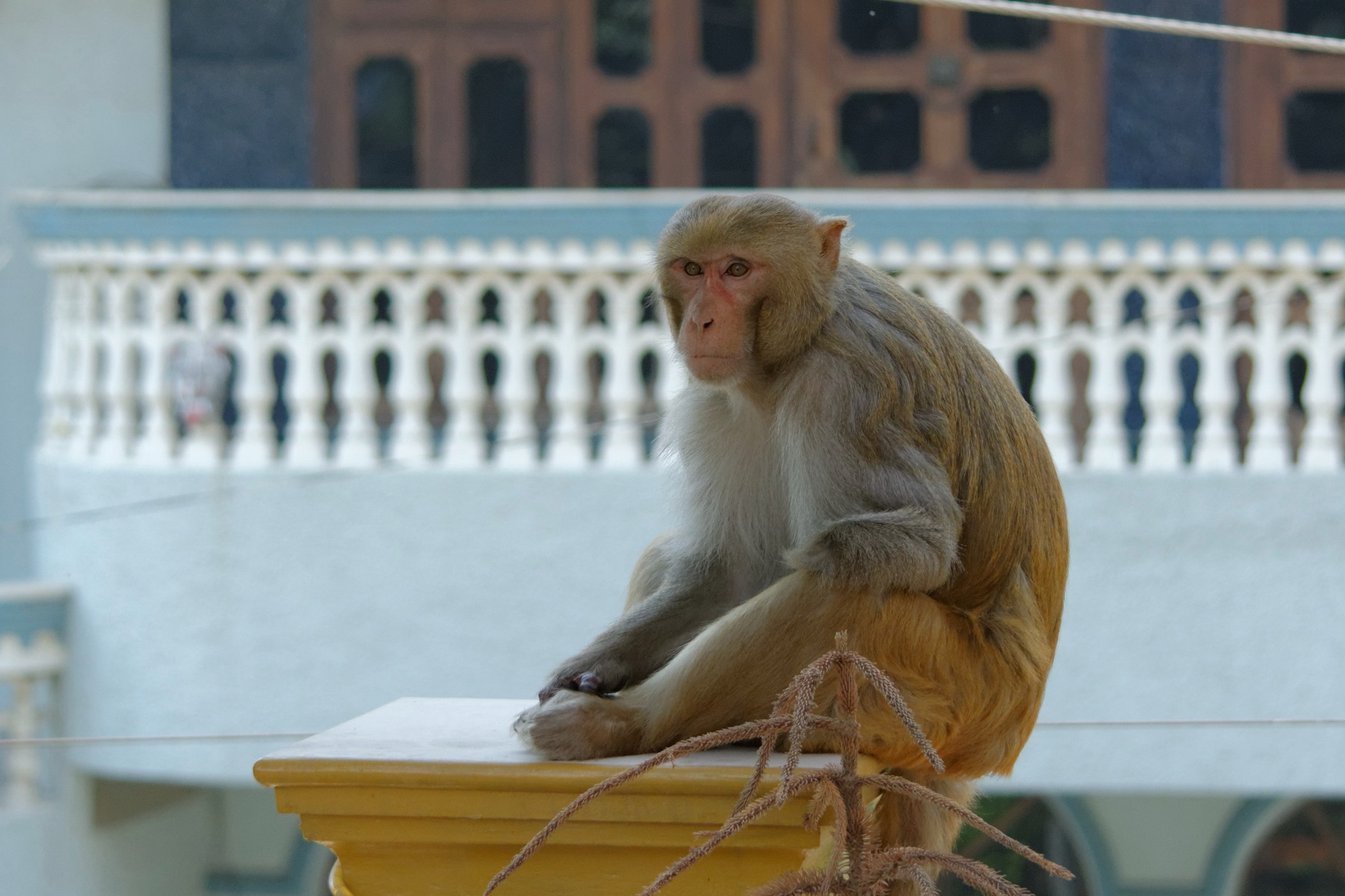 Rhesus macaque in an urban area of Gurgaon, India