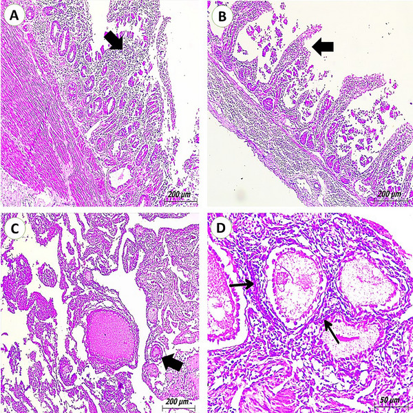 Microscopic tissue sections showing histopathological lesions in feral pigeons