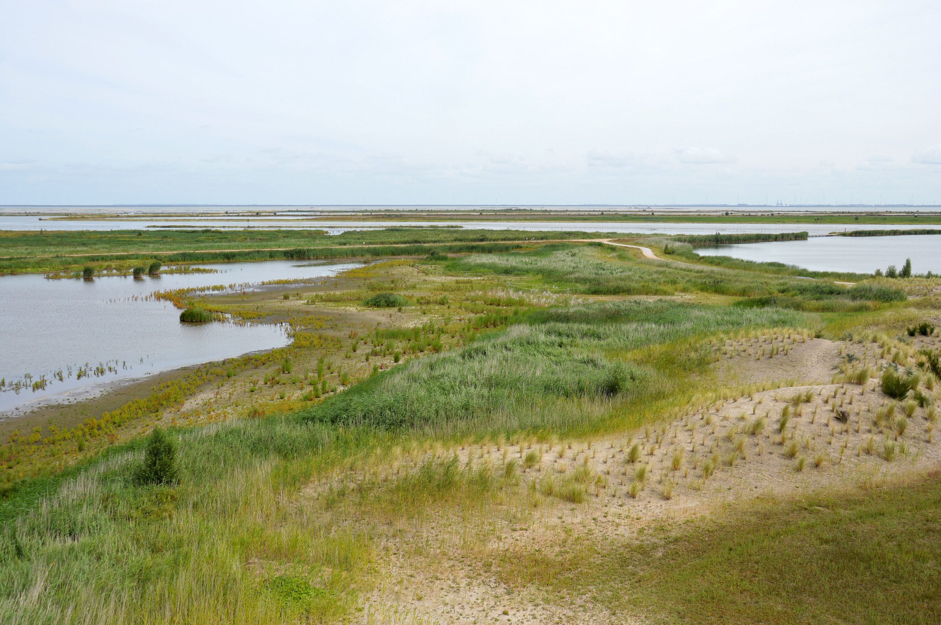 Shallow-water wetland landscape at Marker Wadden in August 2022