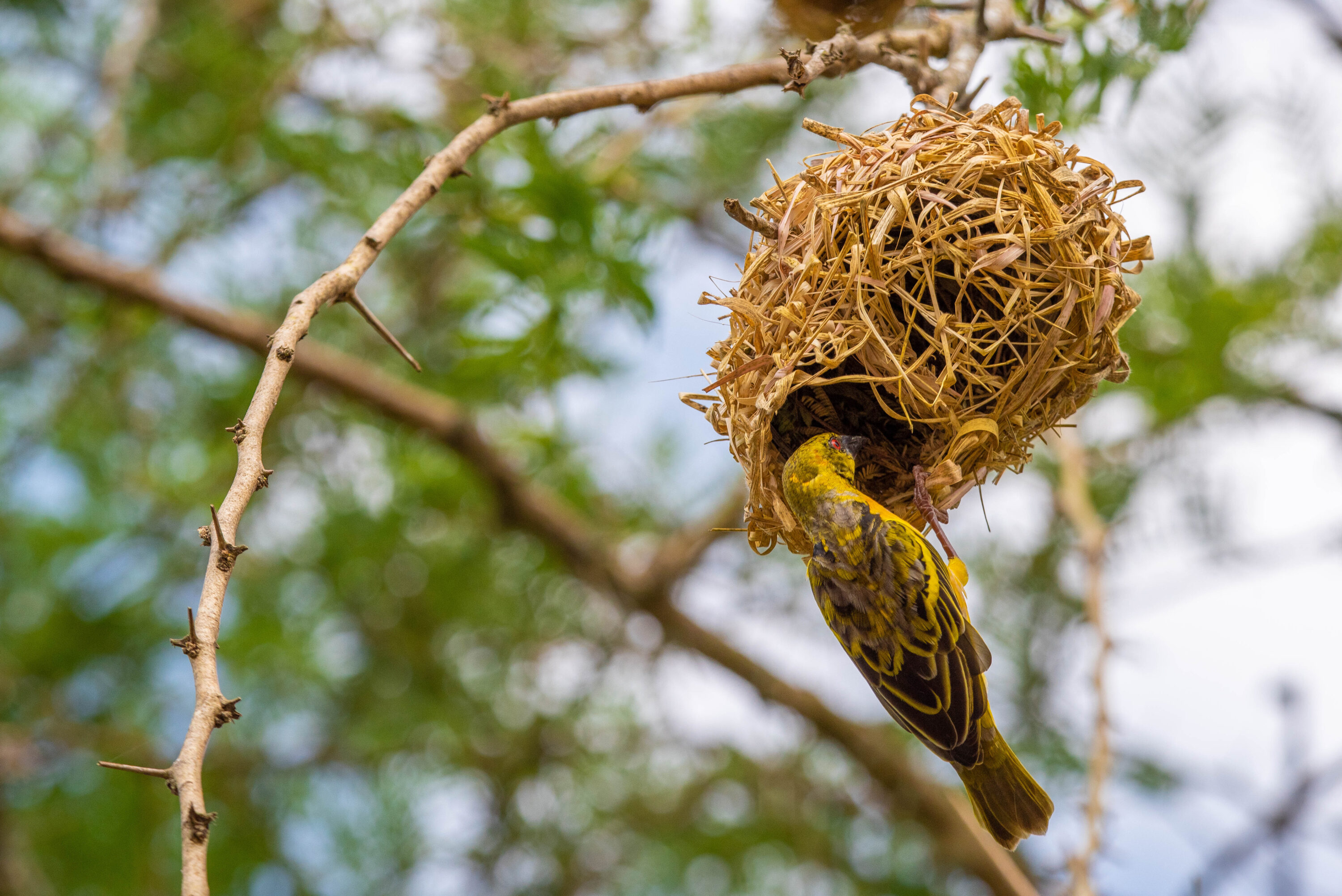 Male village weaver beside its woven nest