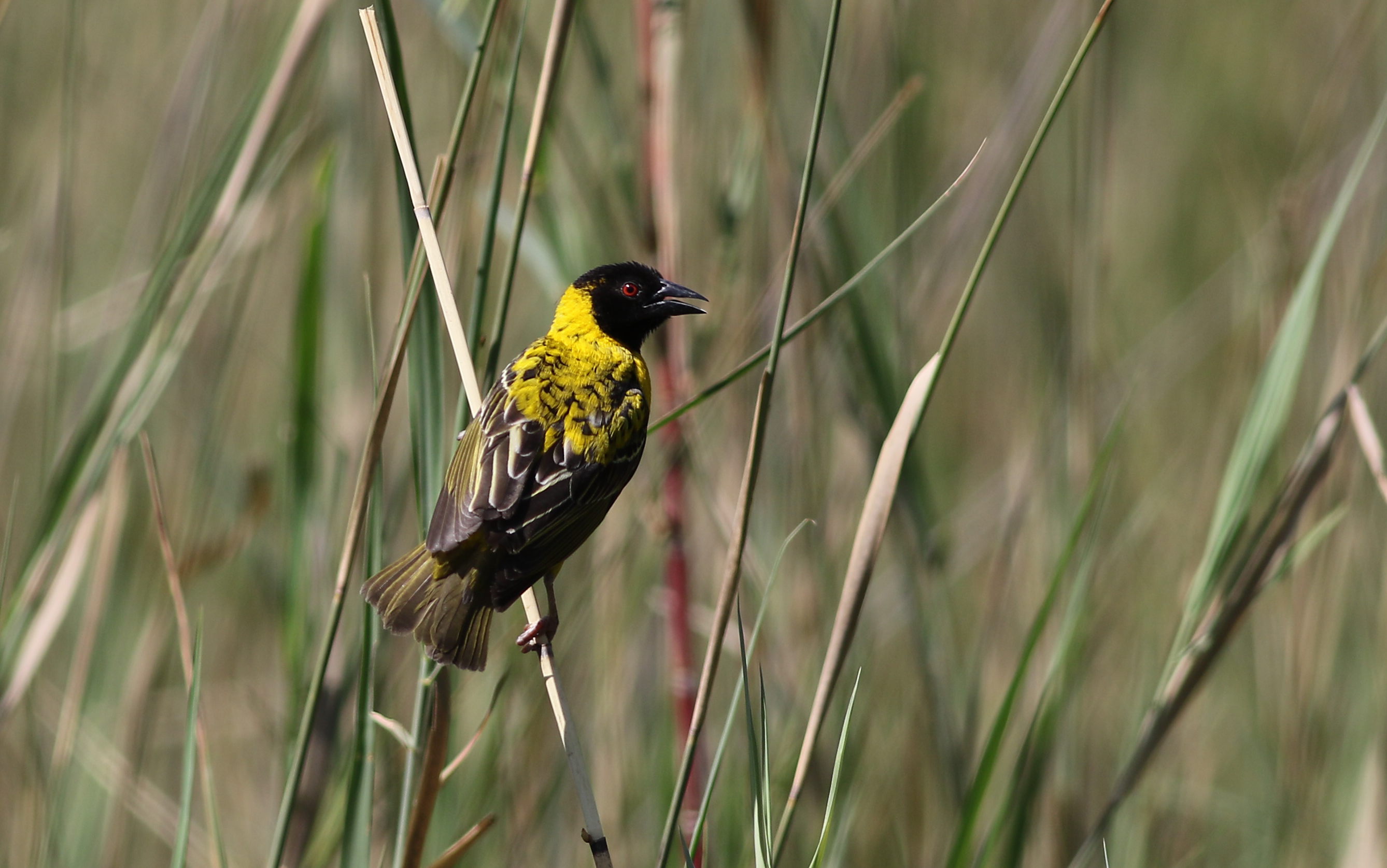 Village weaver perched among wetland vegetation at Lake Chivero, Zimbabwe