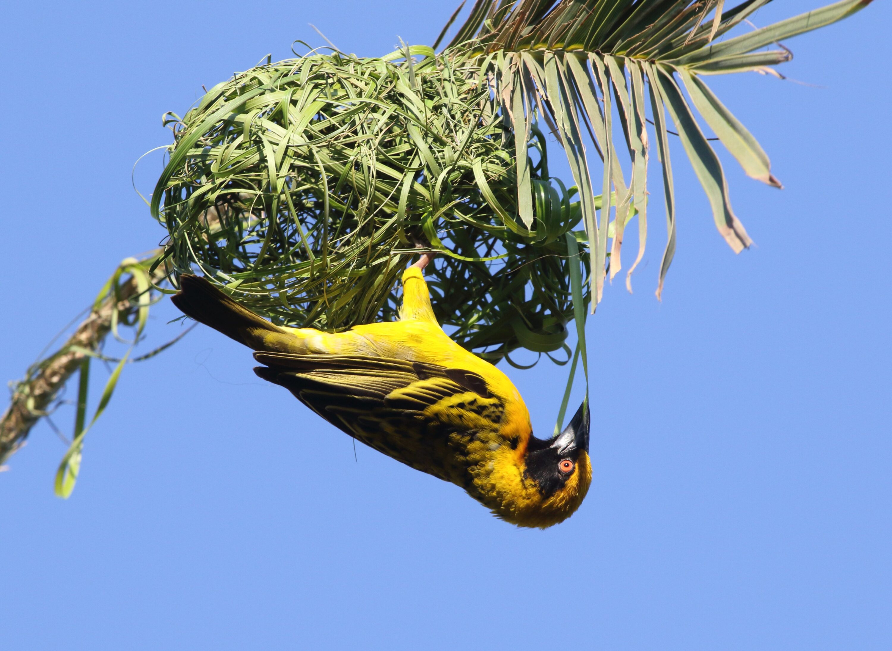Male village weaver building a nest in South Africa
