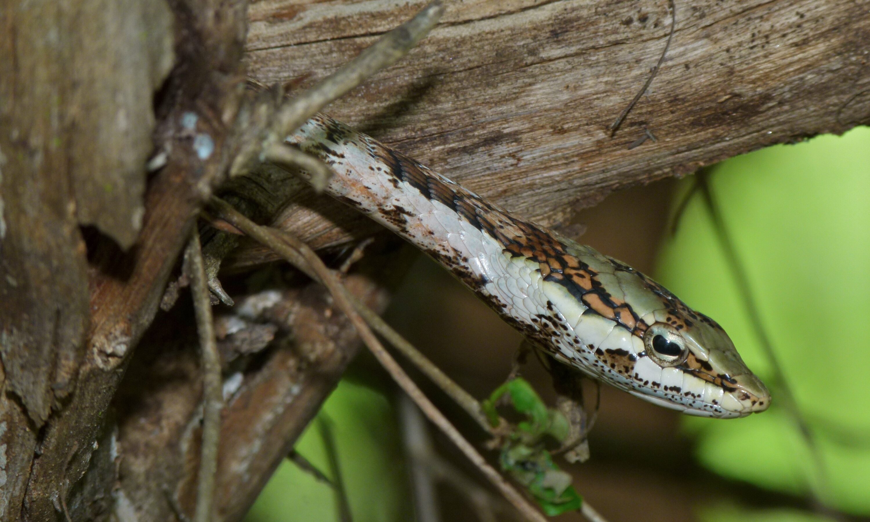Savanna vine snake (Thelotornis capensis) with head clearly visible among branches in Kruger National Park