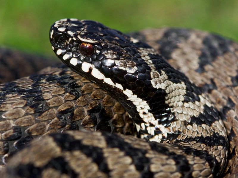 Close-up of a Balkan adder, Vipera berus bosniensis