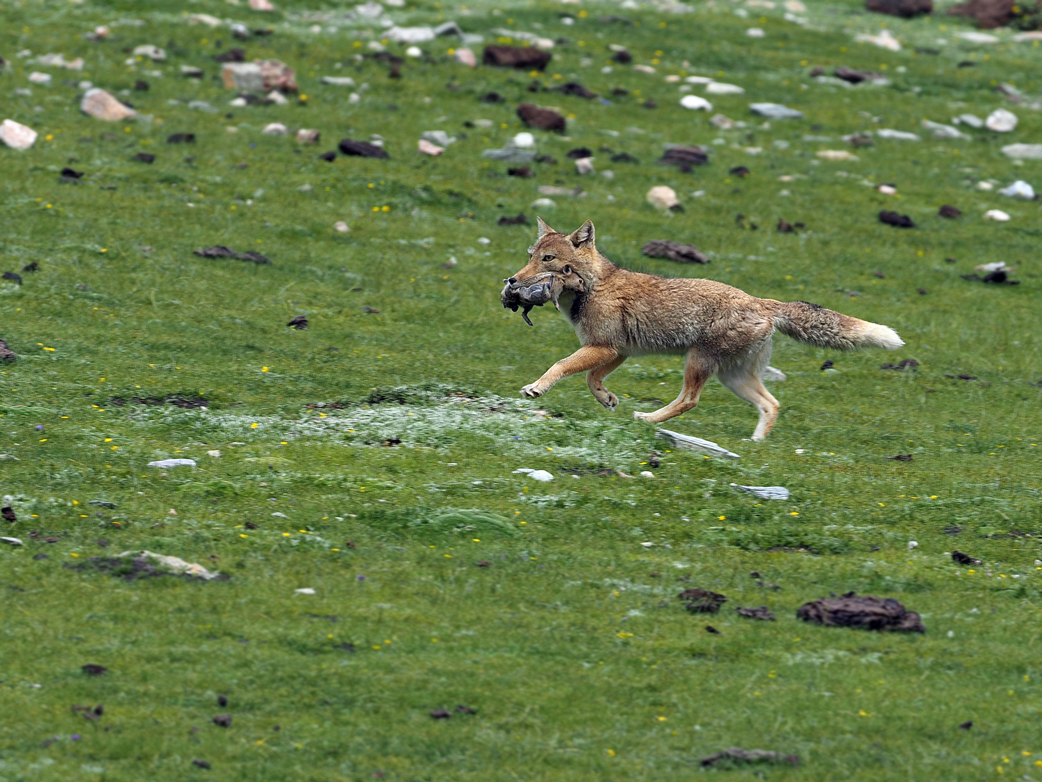 Tibetan fox with pika prey in China
