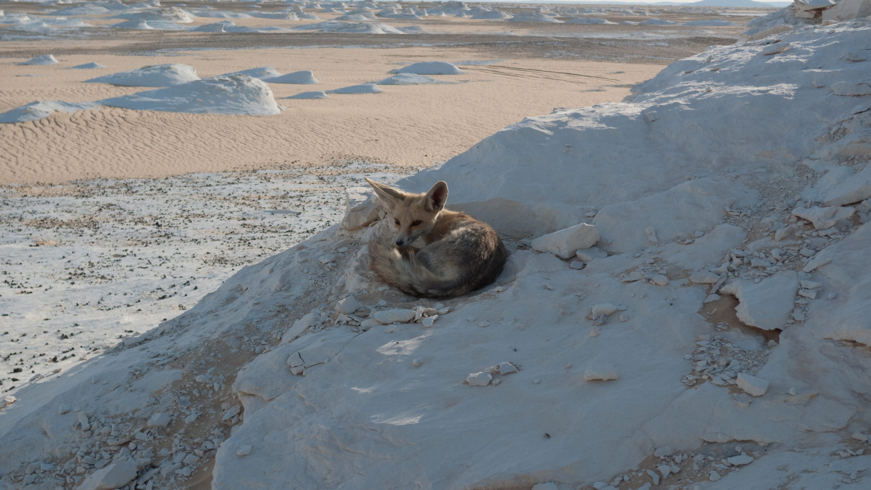 Wild Rüppell's fox in Egypt
