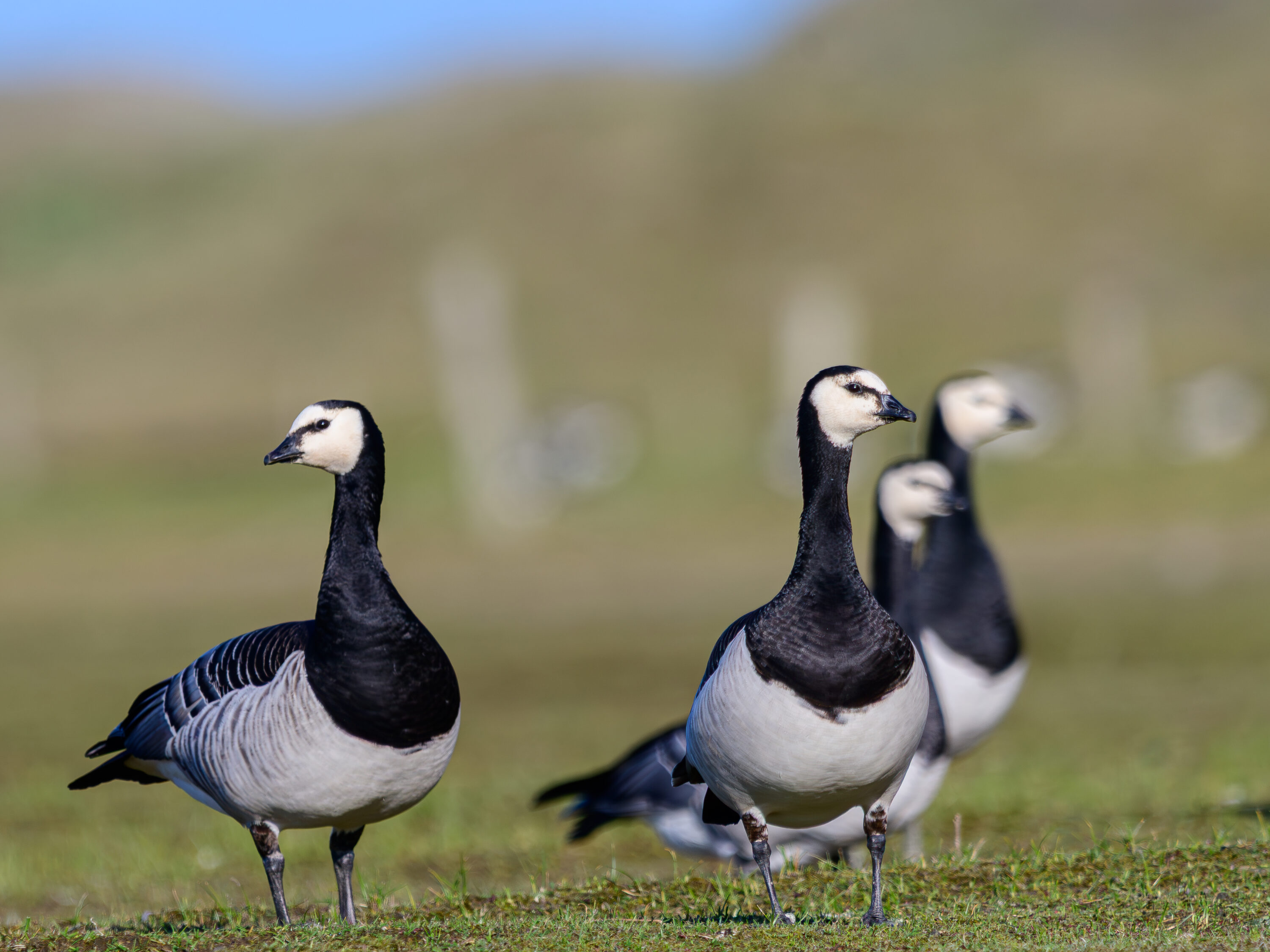 Barnacle geese on Norderney, Germany