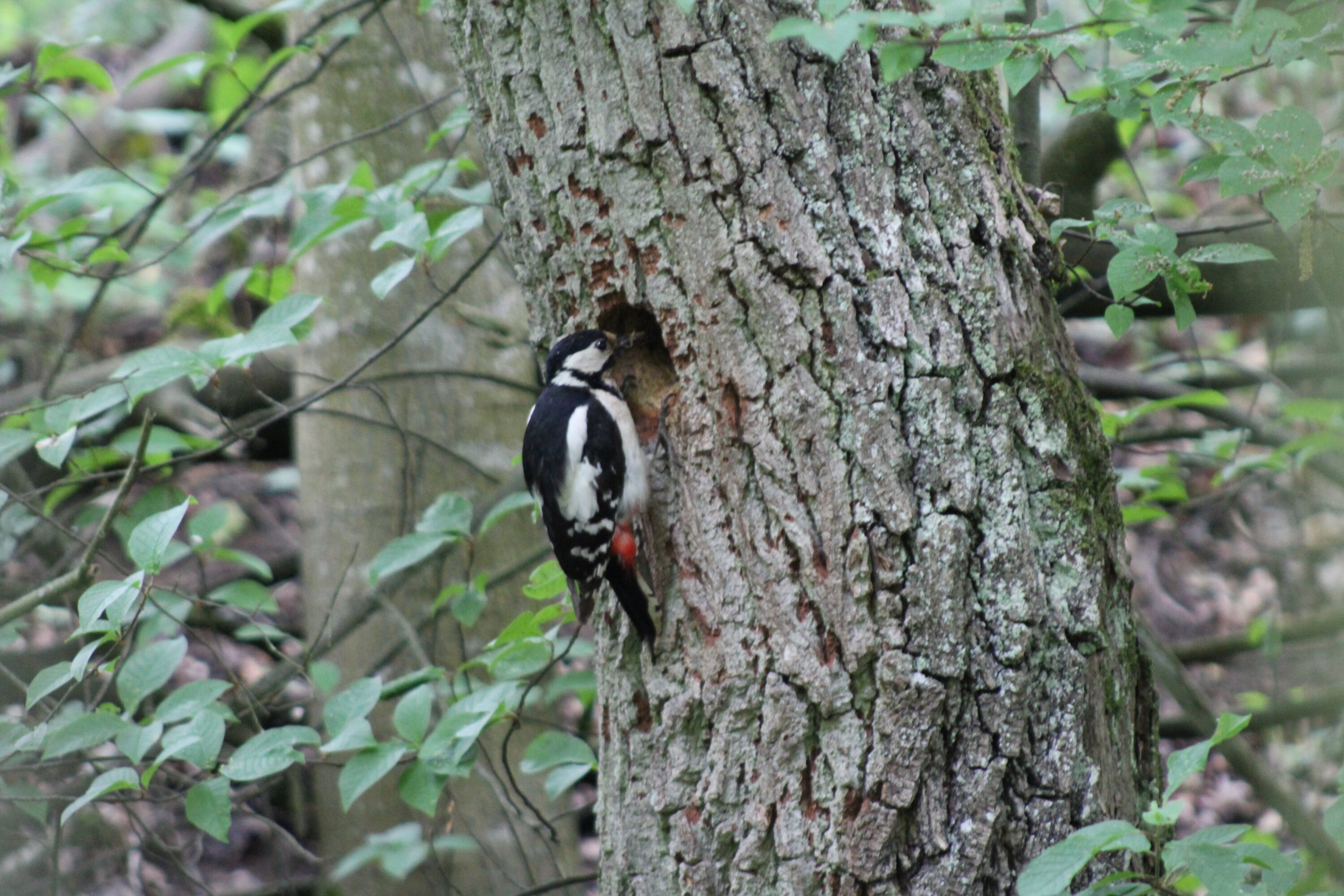 Great spotted woodpecker beside a nest cavity in a tree trunk