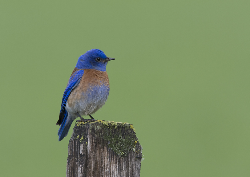 Male western bluebird perched on a wooden post against a green background