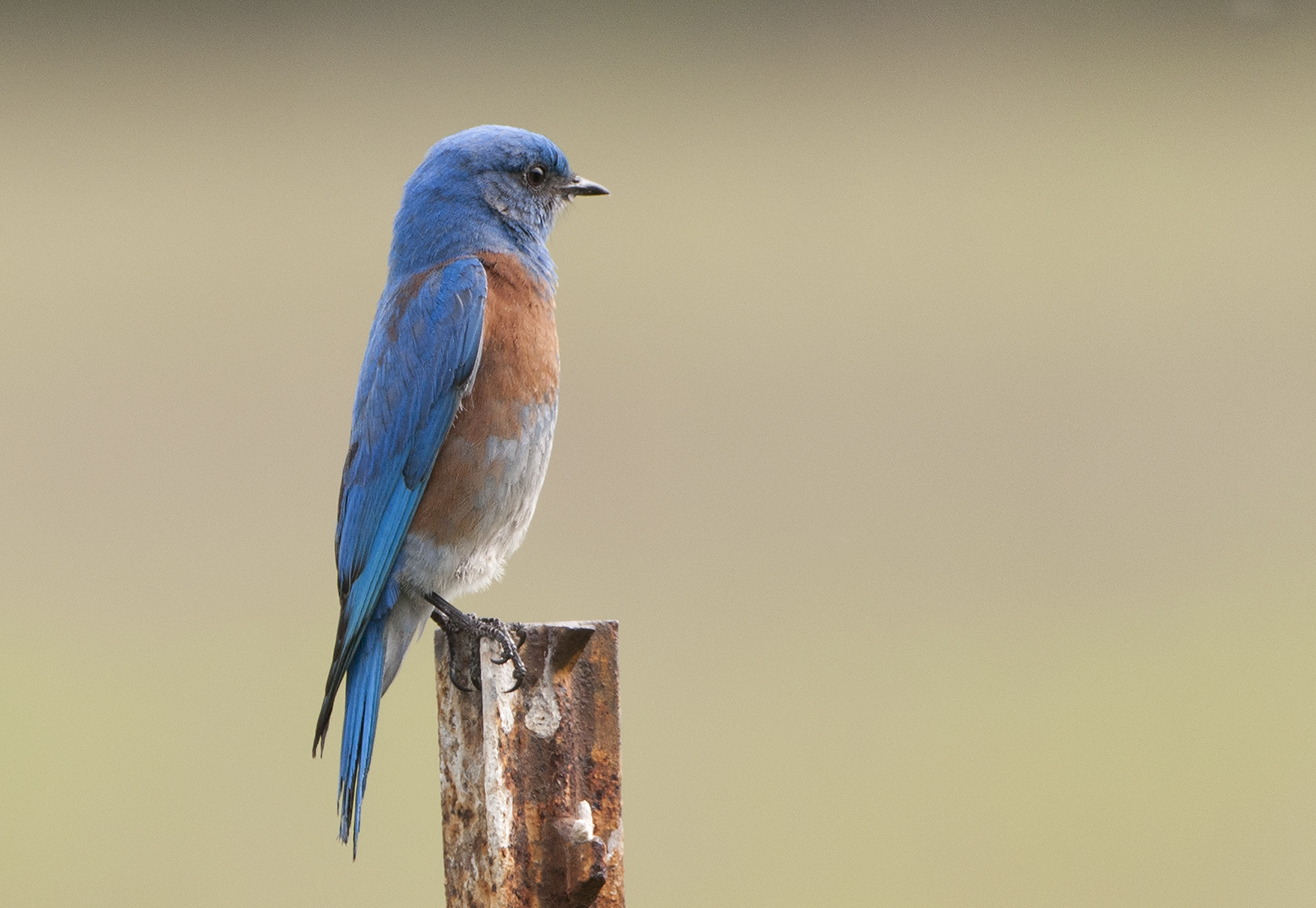 Male western bluebird perched on a metal post at Point Pinole Regional Park, California