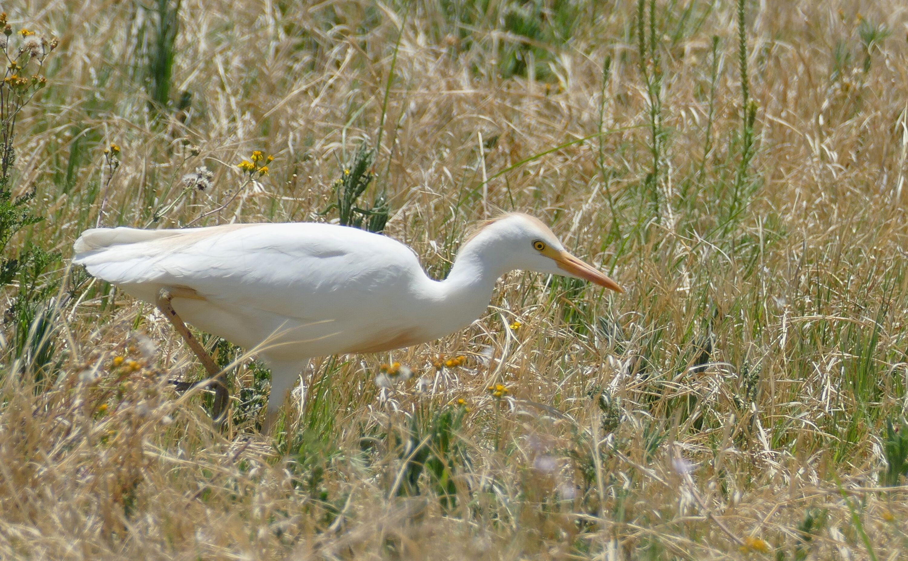 Western cattle egret in South Africa