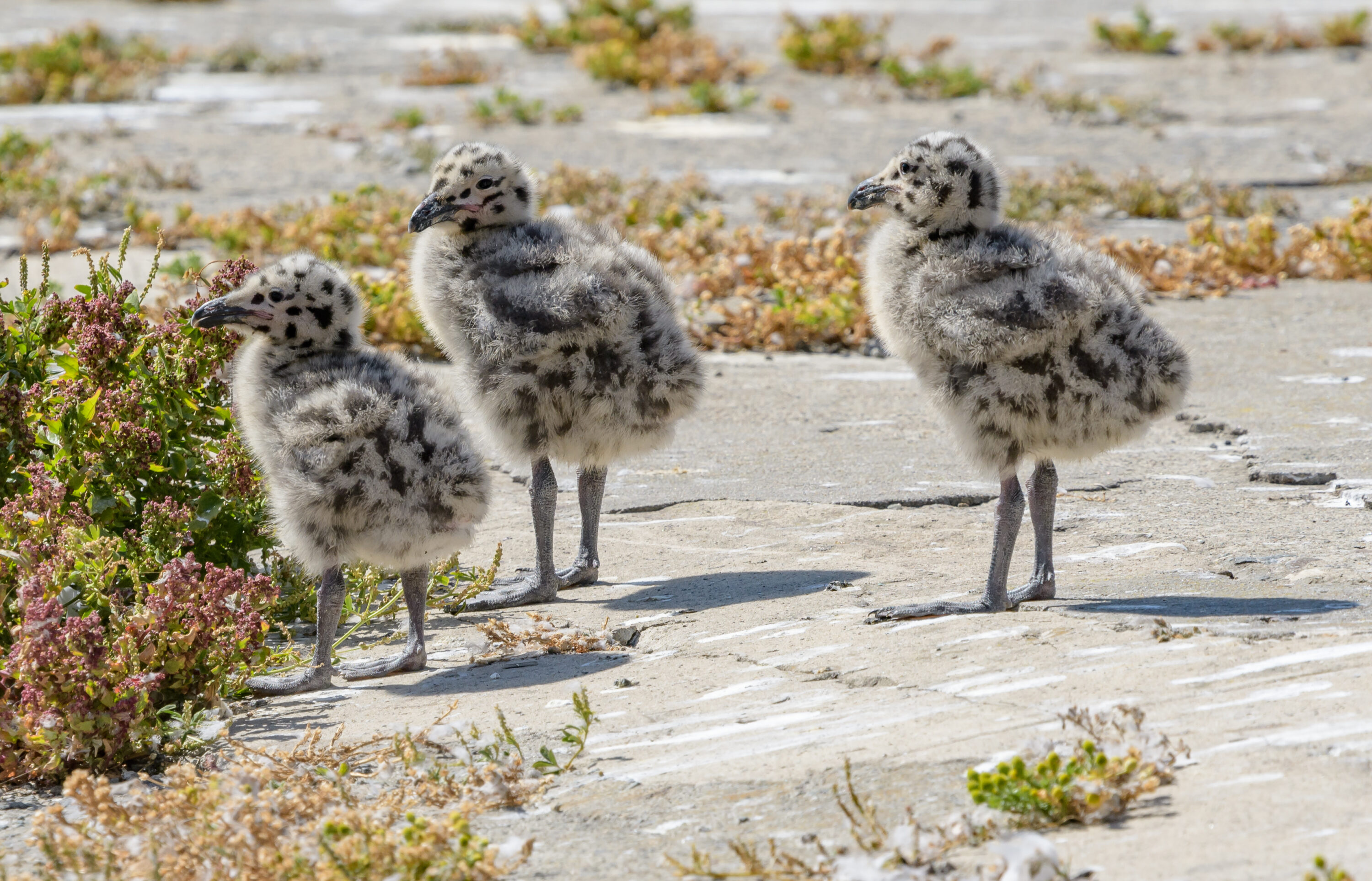 Three western gull chicks resting together on Alcatraz Island