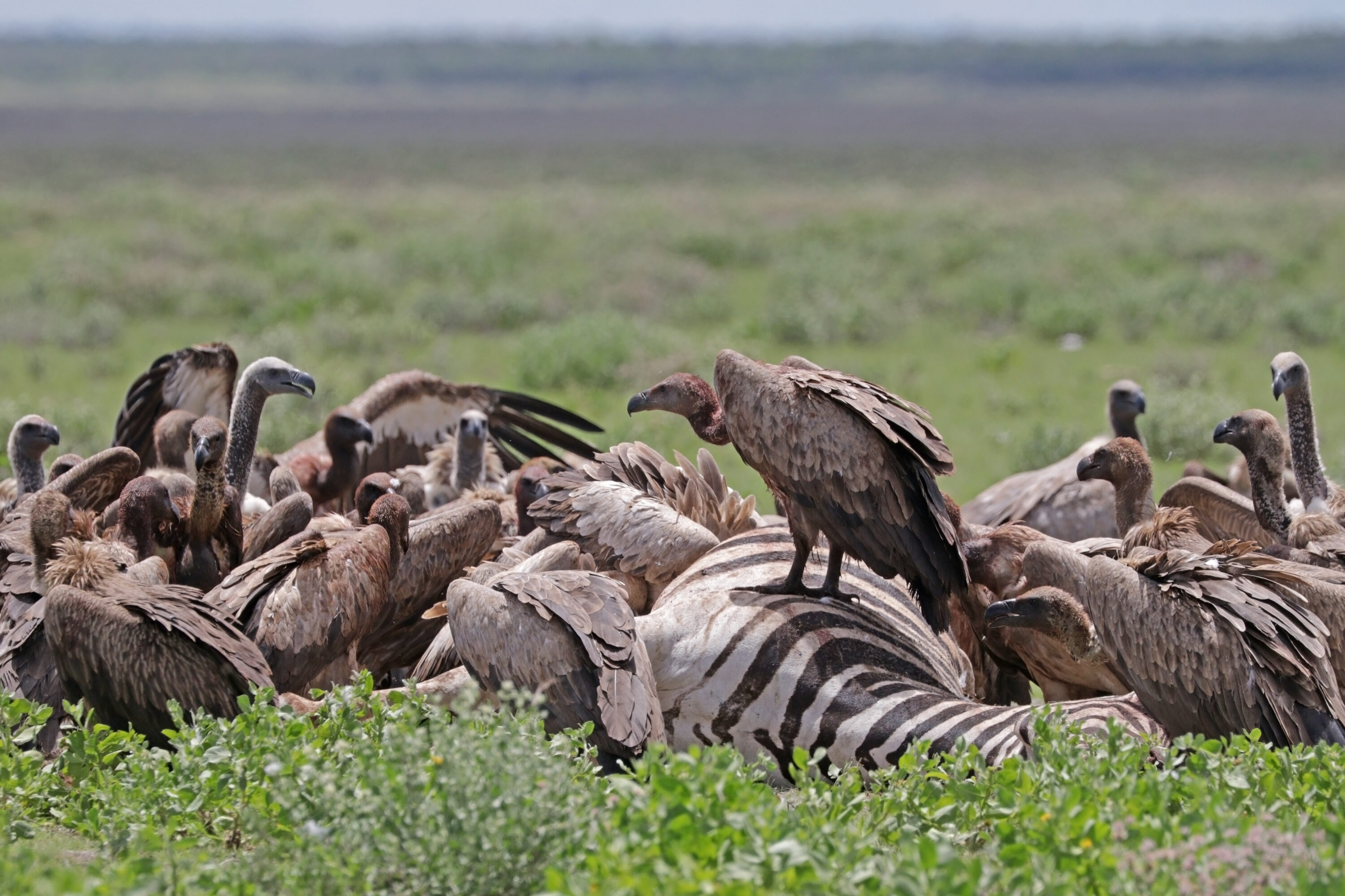 White-backed vultures feeding on a zebra carcass in Etosha National Park