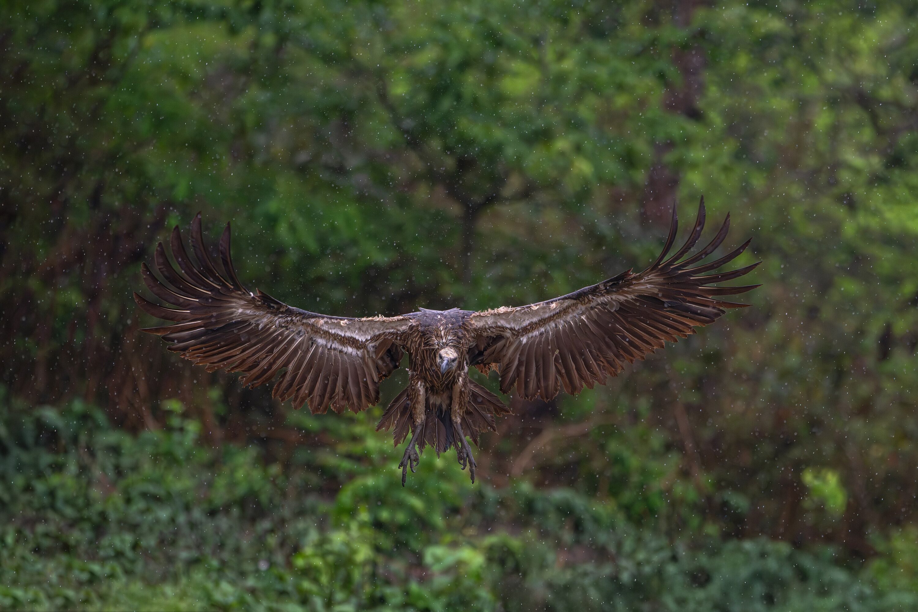 White-rumped Vulture in rain at Jatayu Vulture Restaurant in Nepal