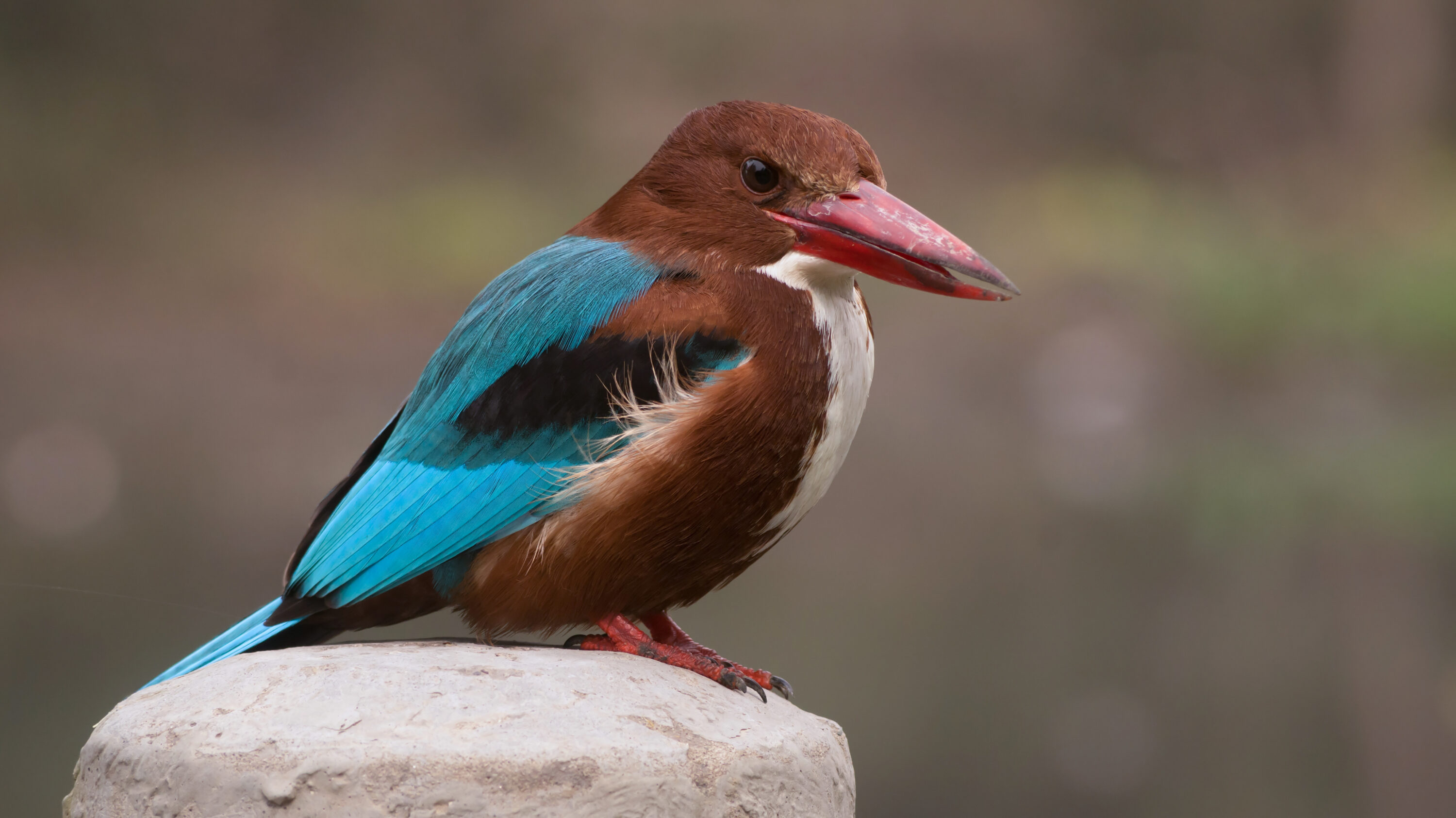 White-throated kingfisher near Jargari, Ludhiana district, Punjab, India