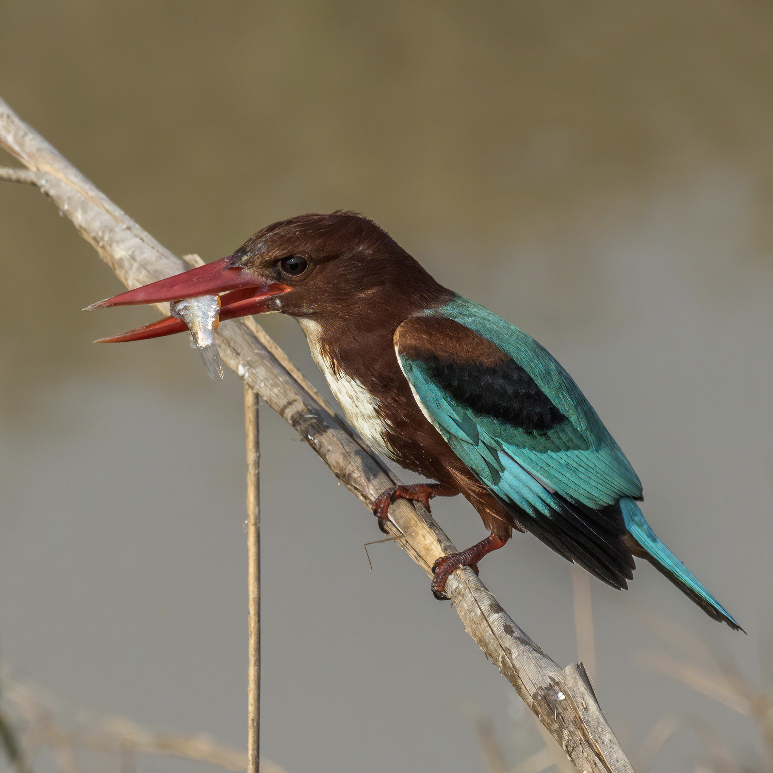 White-throated Kingfisher with a fish in Salai, Uttar Pradesh, India
