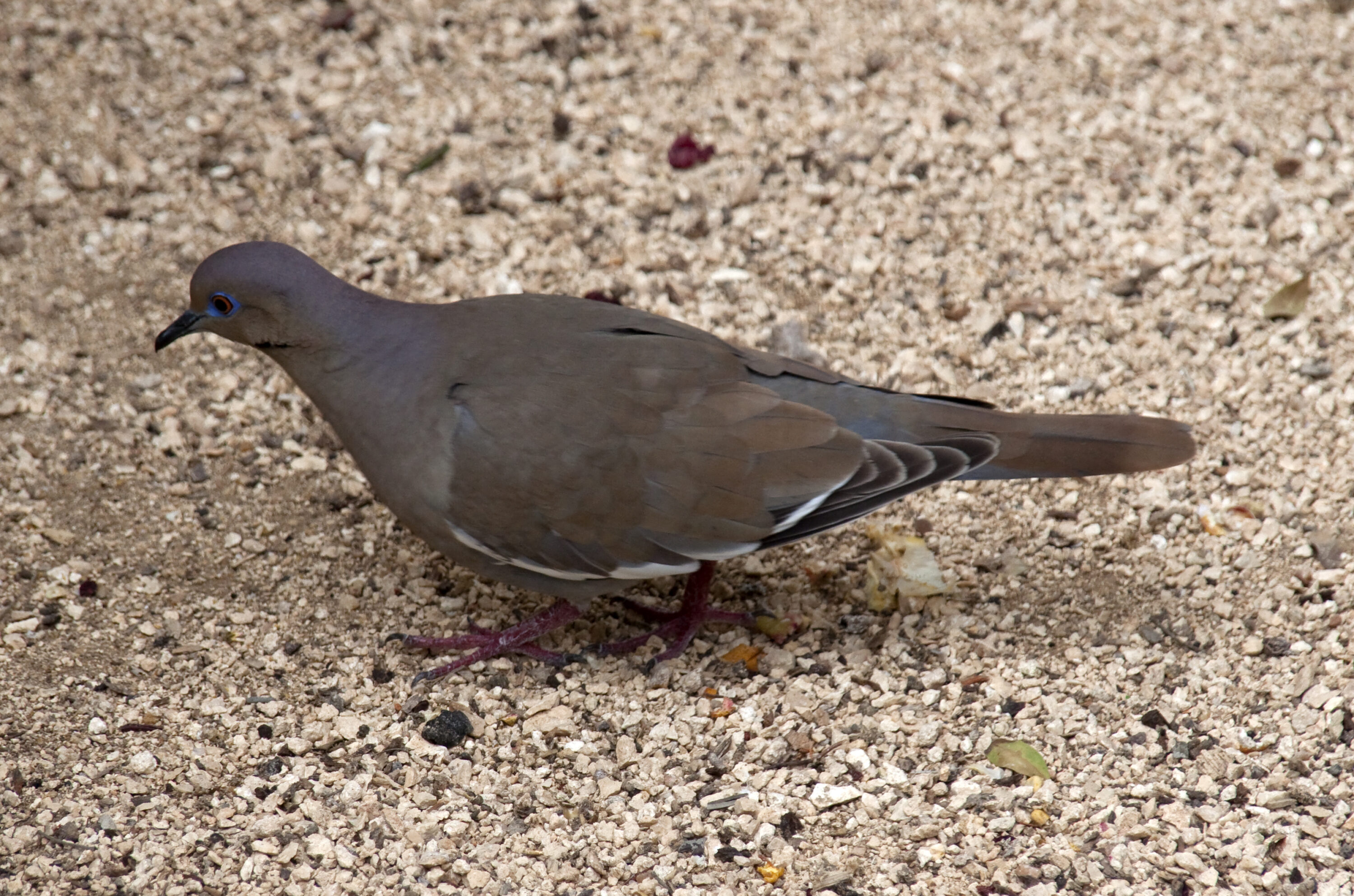 White-winged dove standing on the ground in Yucatán, Mexico