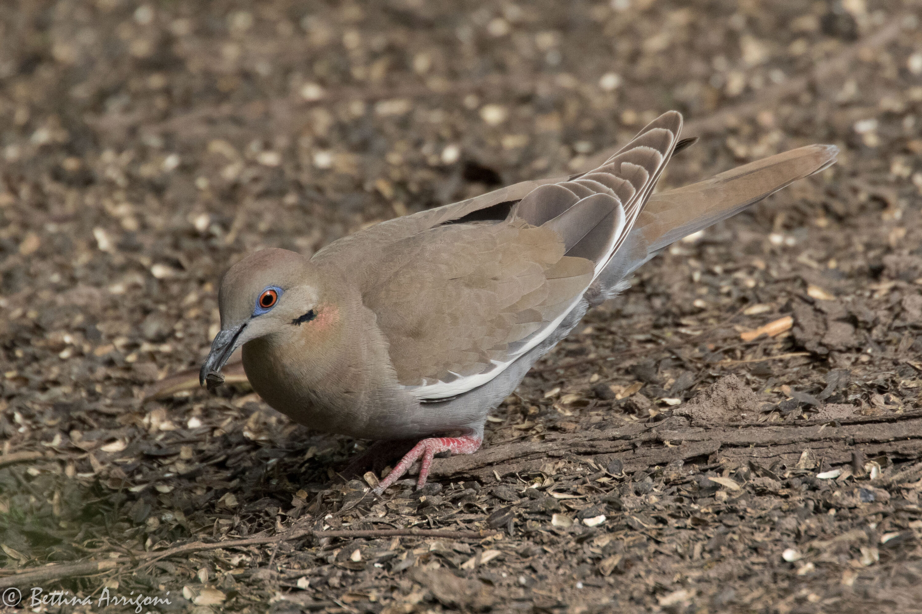 White-winged dove at National Butterfly Center in Mission, Texas