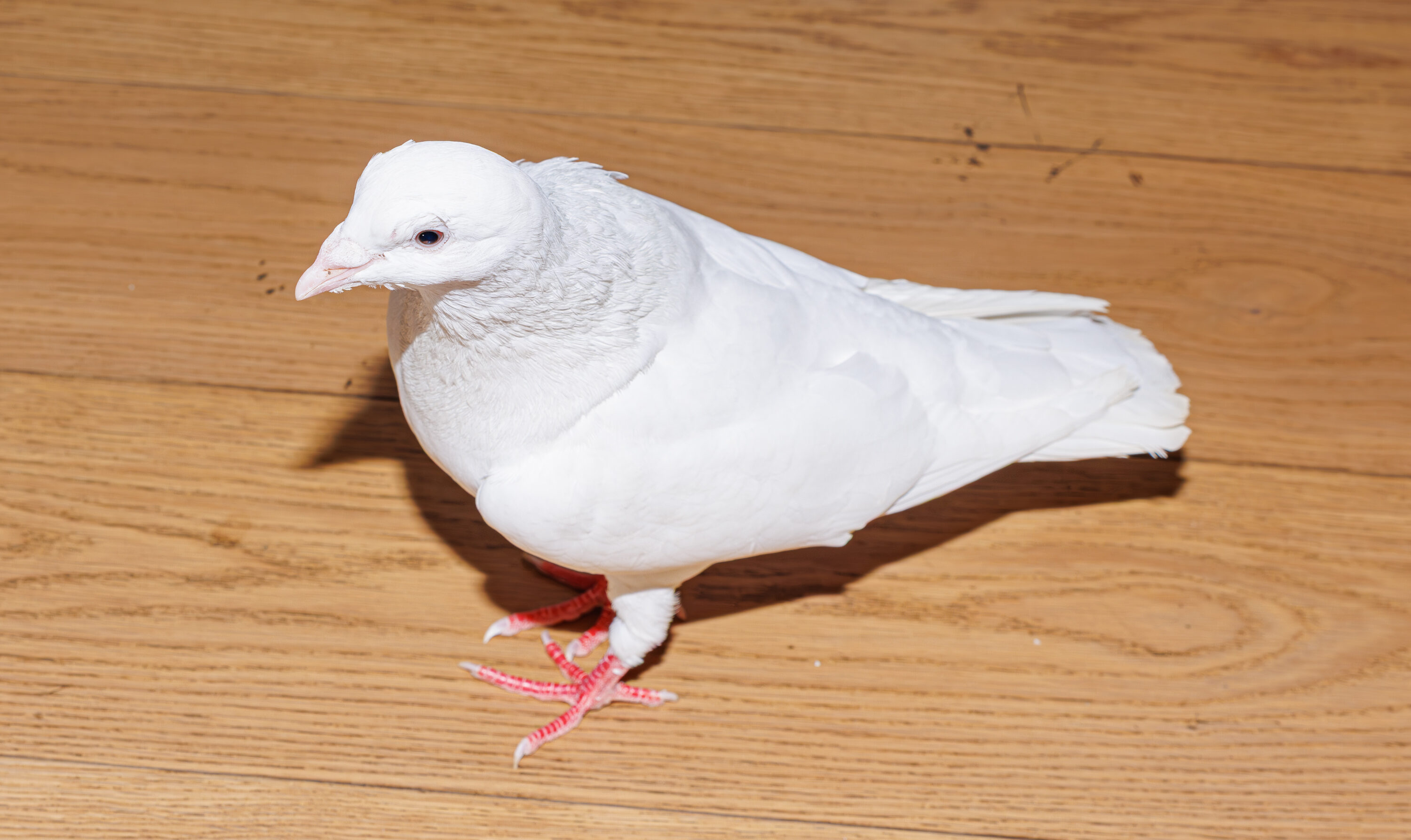 White King pigeon standing in China