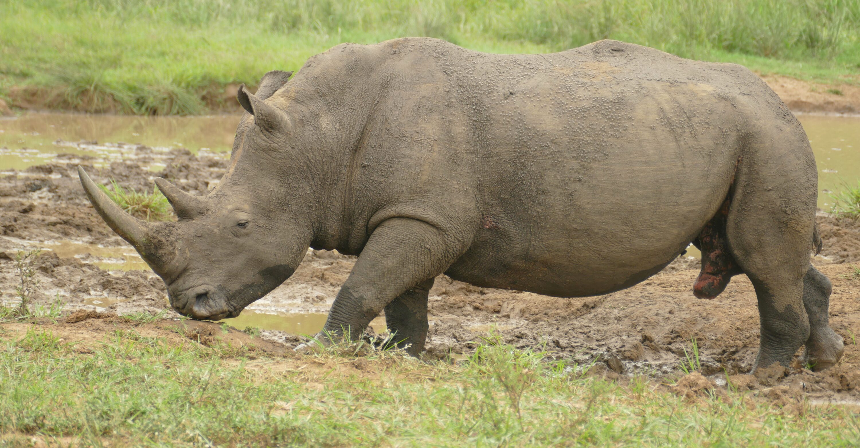 Male white rhinoceros with intact horns in Hluhluwe-iMfolozi Park, South Africa