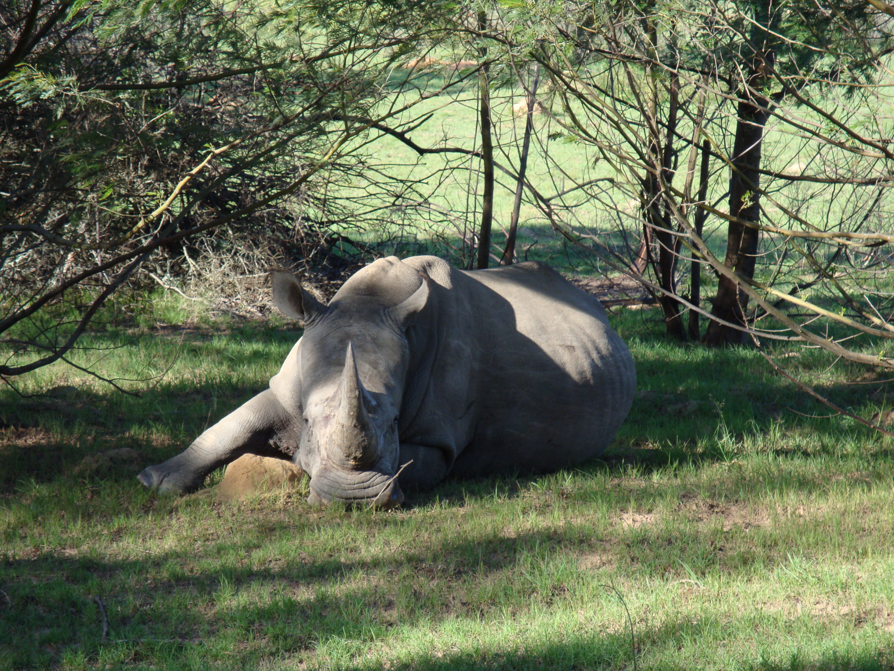 White rhinoceros in Lalibela Game Reserve, South Africa