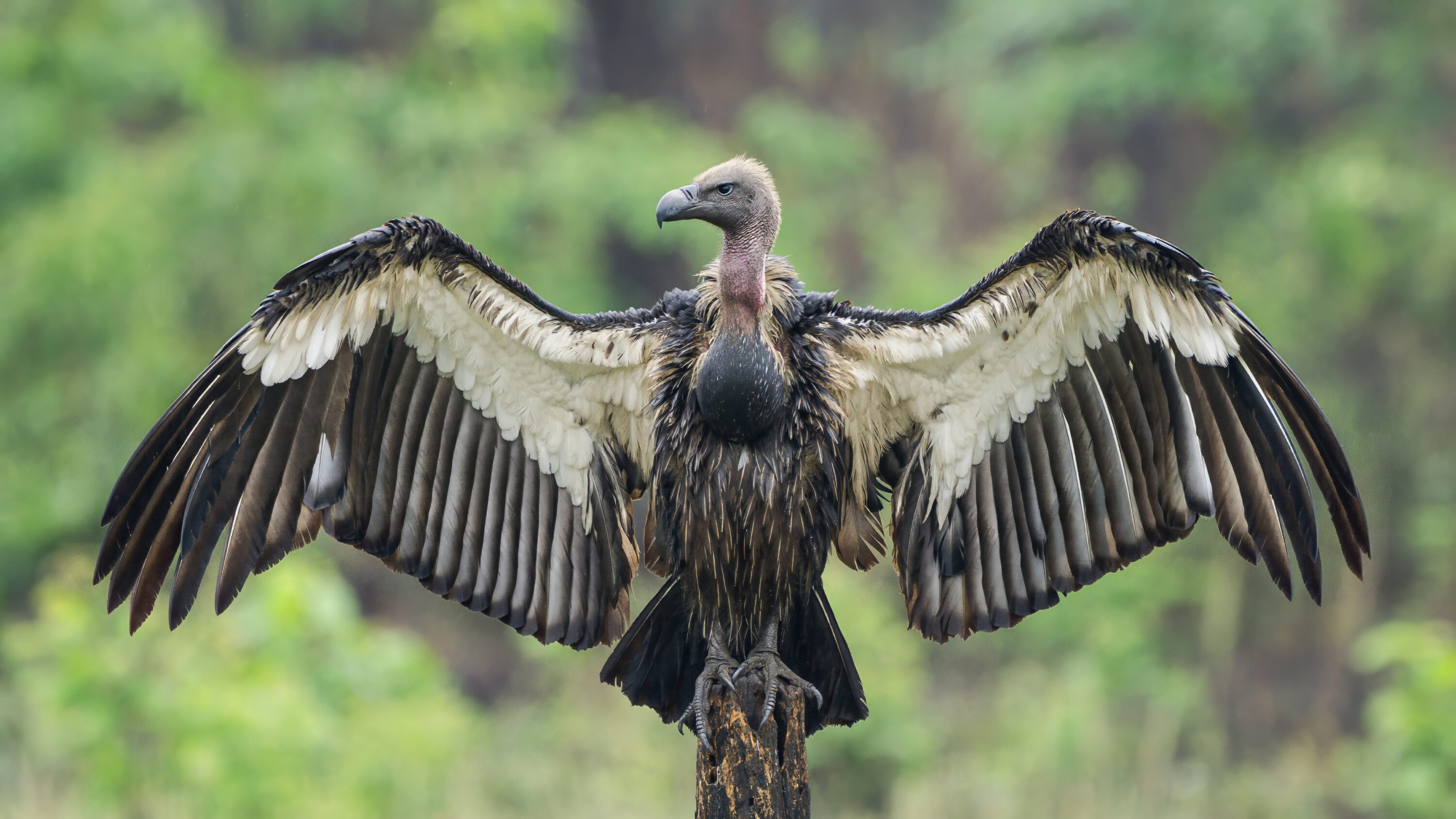 White-rumped vulture with wings spread in Chitwan National Park, Nepal