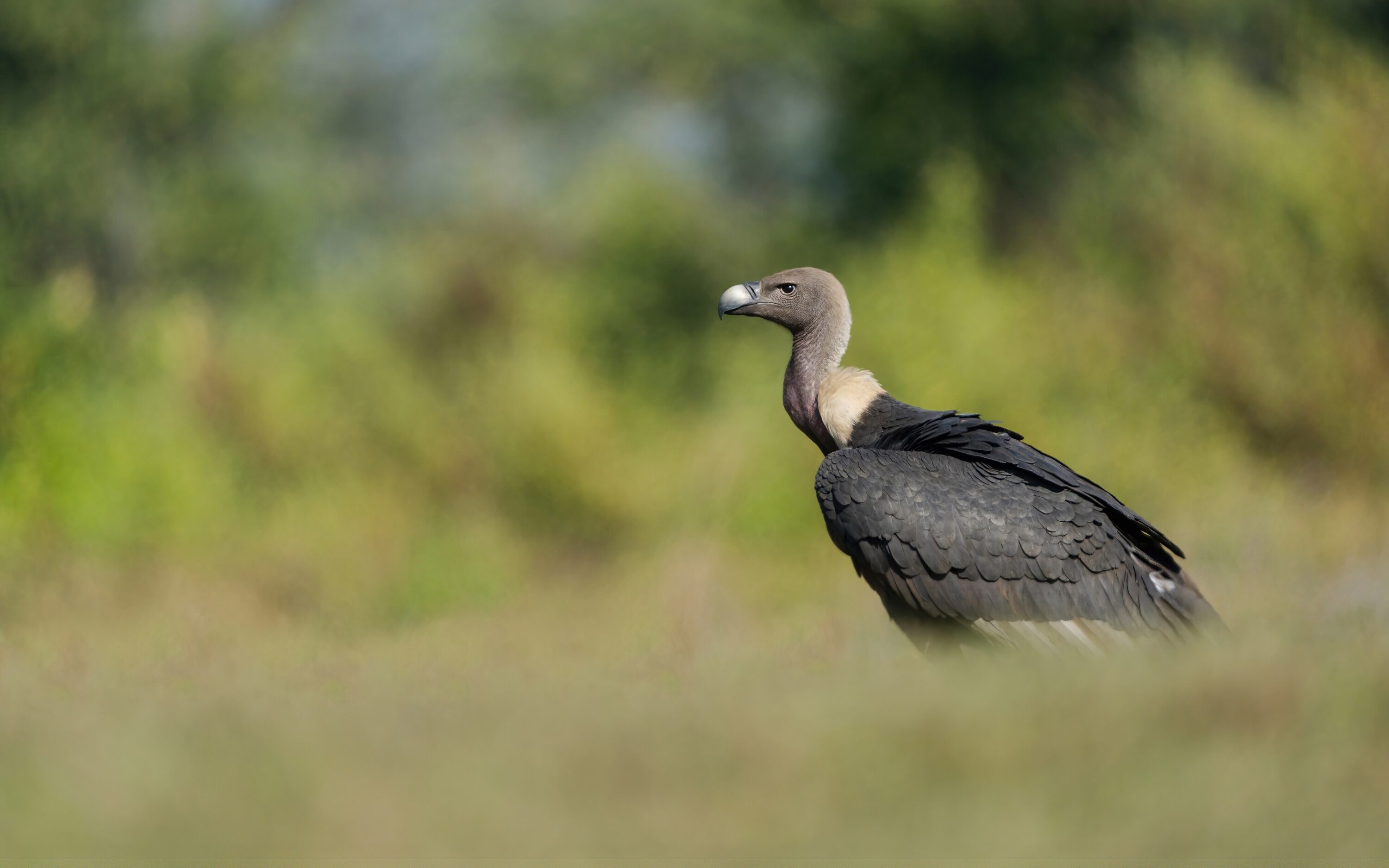 White-rumped vulture in Chitwan National Park, Nepal