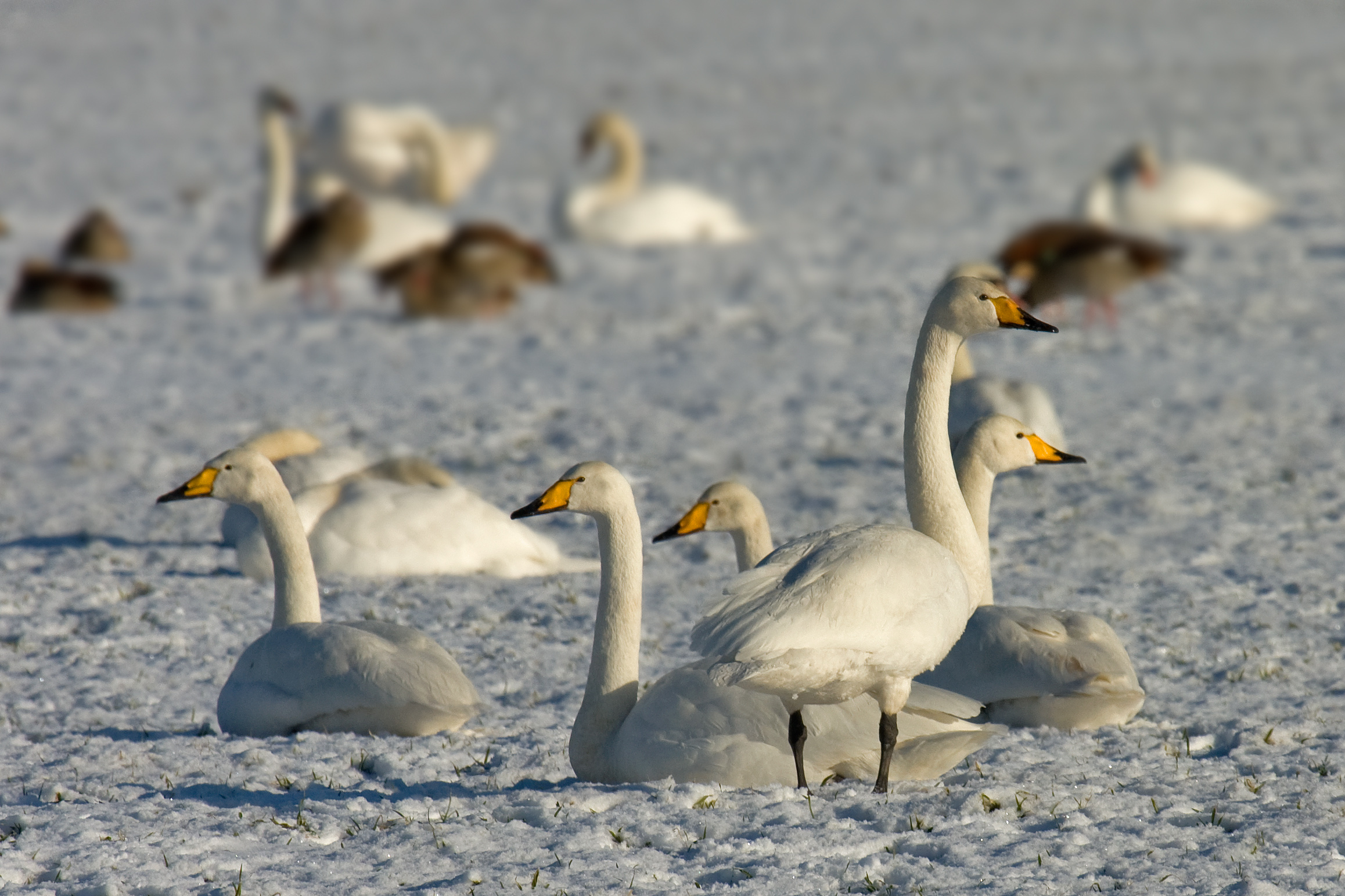 Group of whooper swans