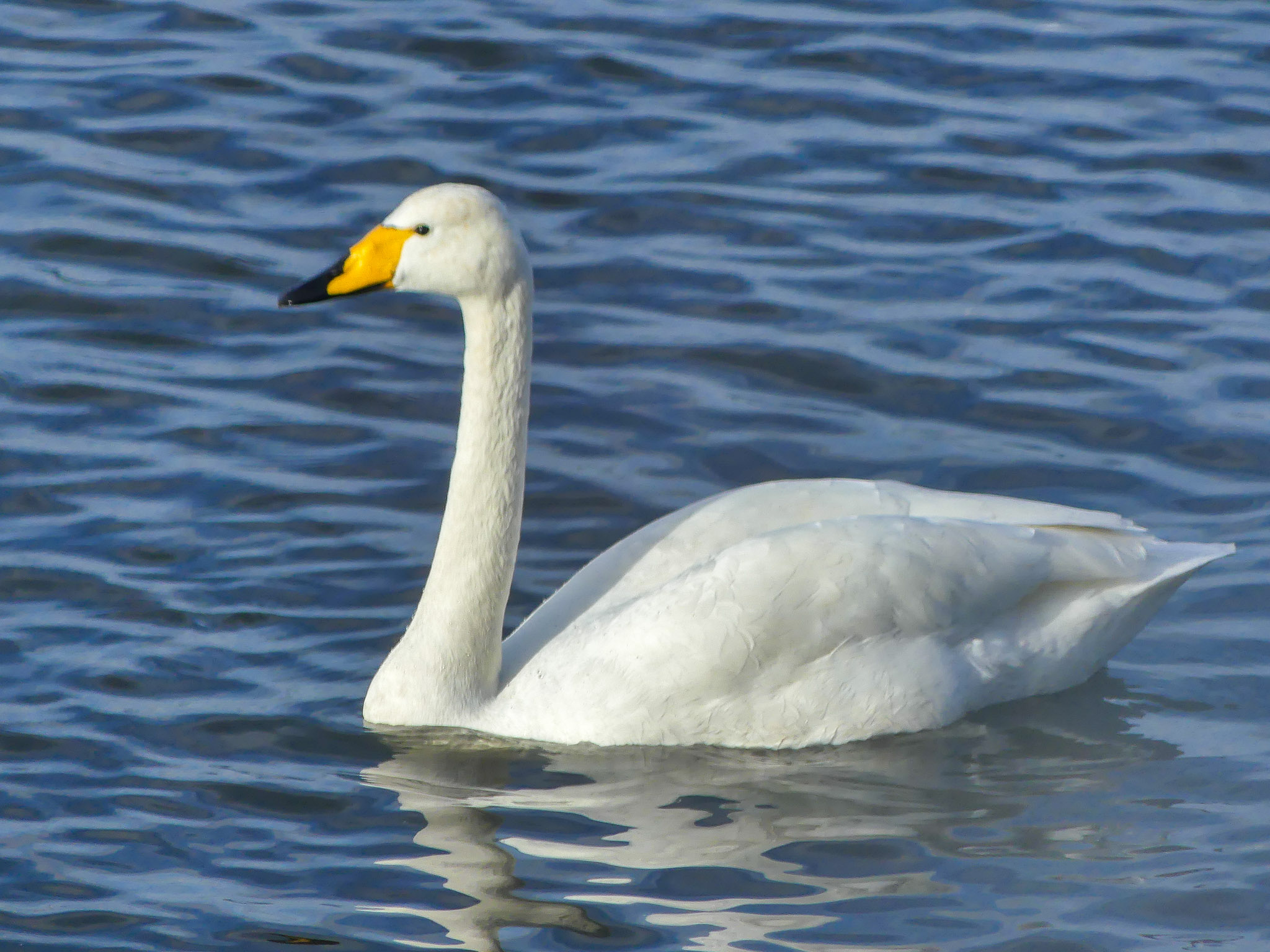 Whooper swan at Welney, Norfolk, England