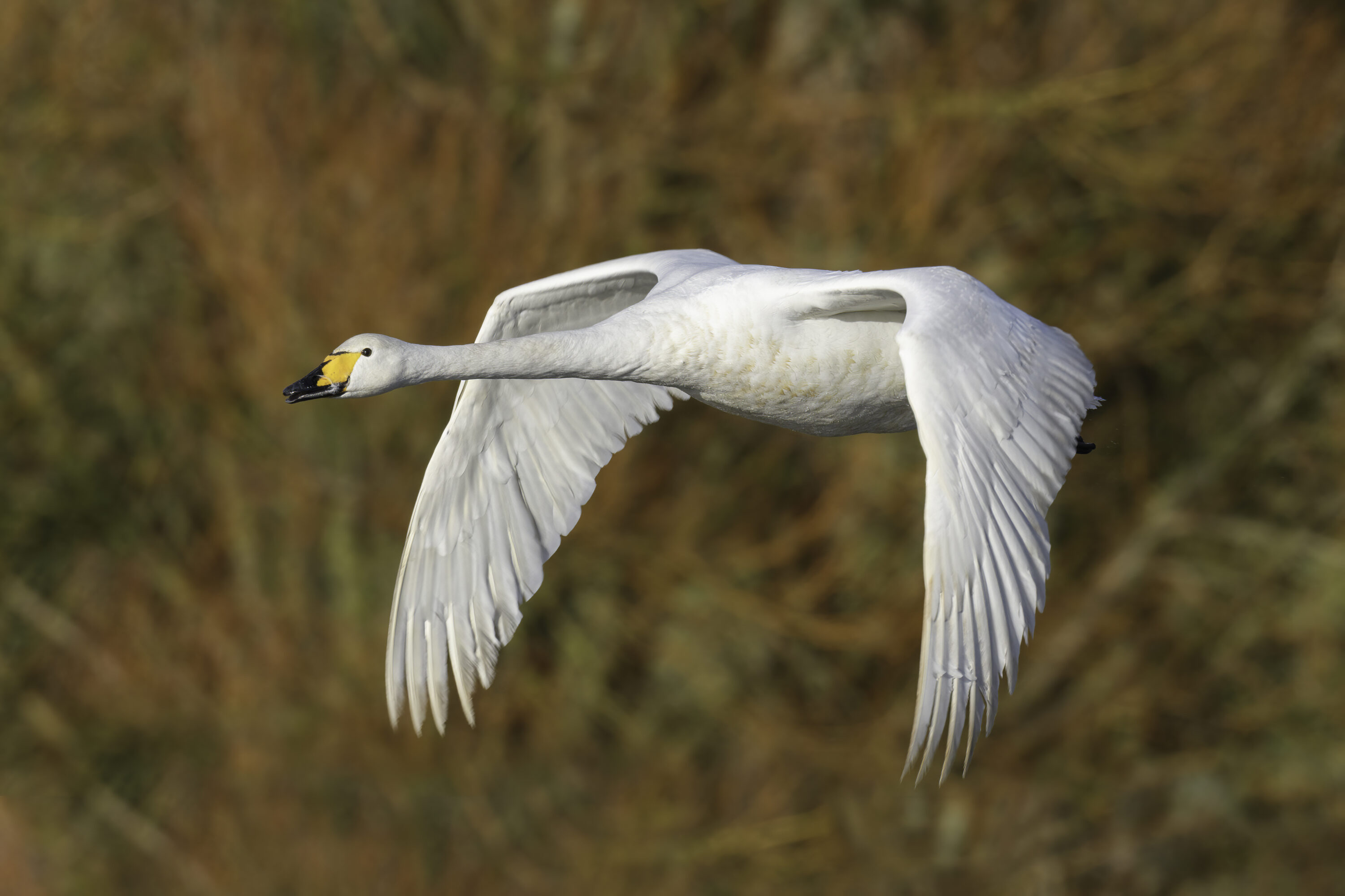 Whooper swan in flight at Caerlaverock, Scotland