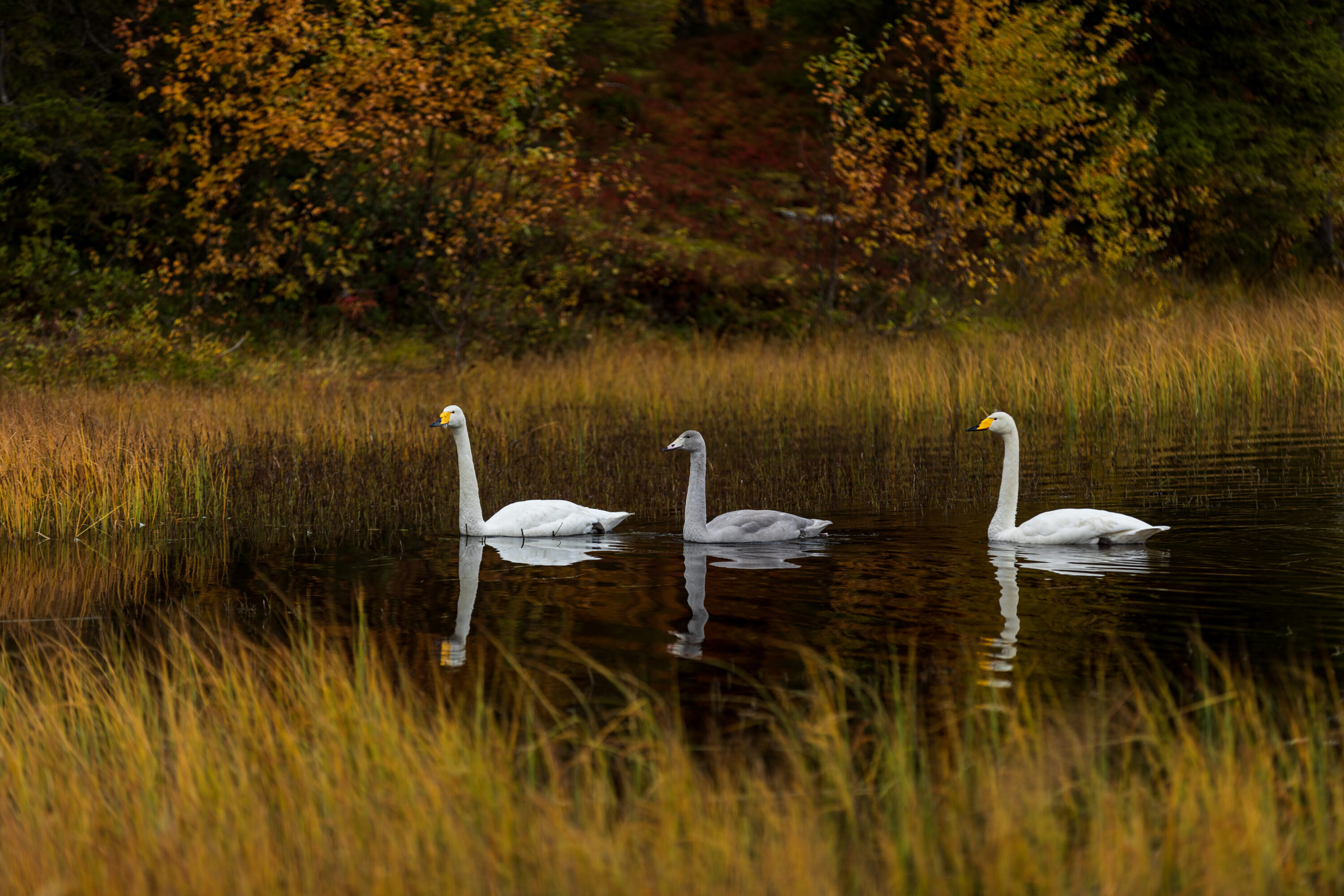 Whooper swan family in a Finnish wetland