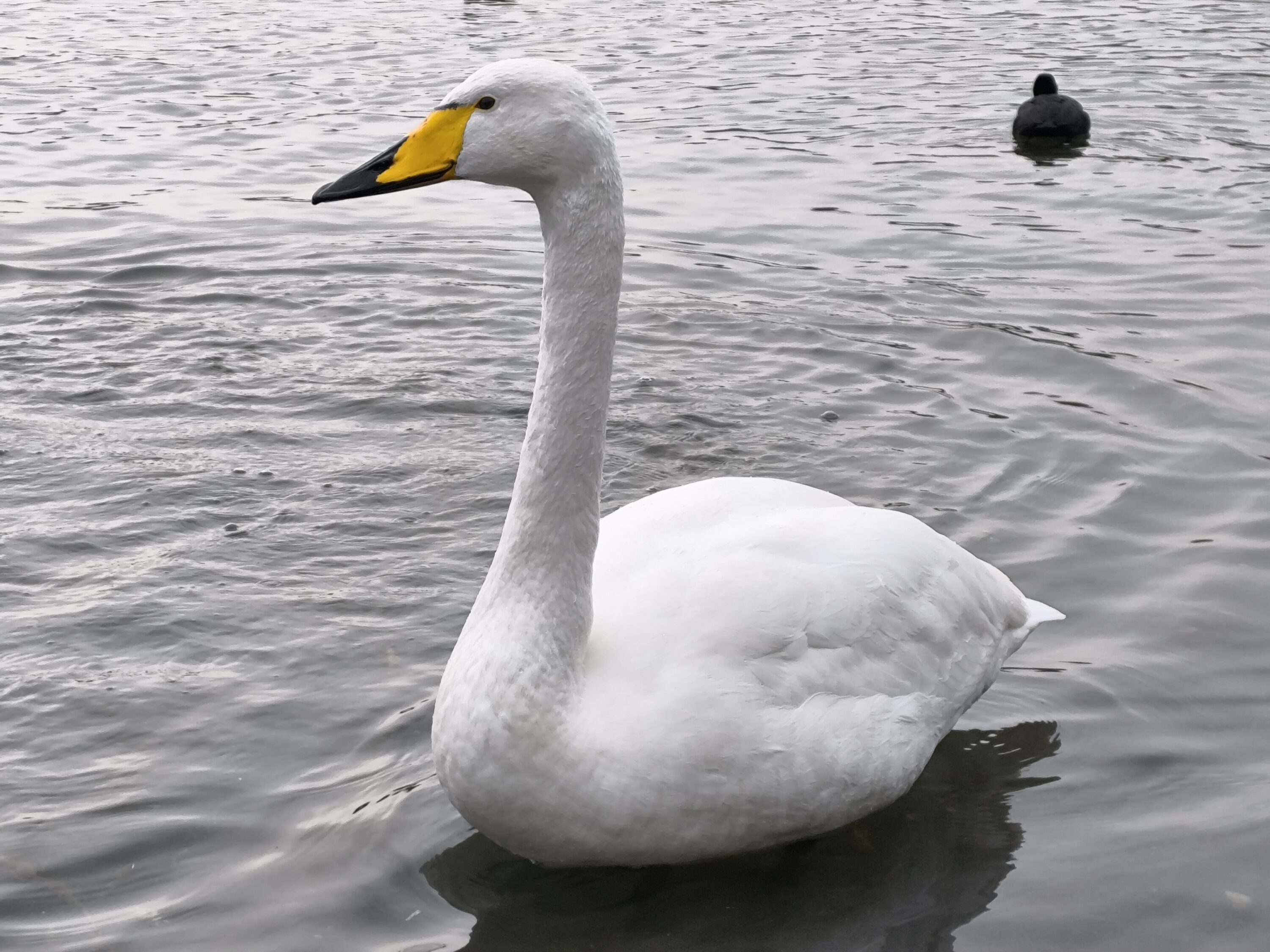 Wintering whooper swan in Beijing, China