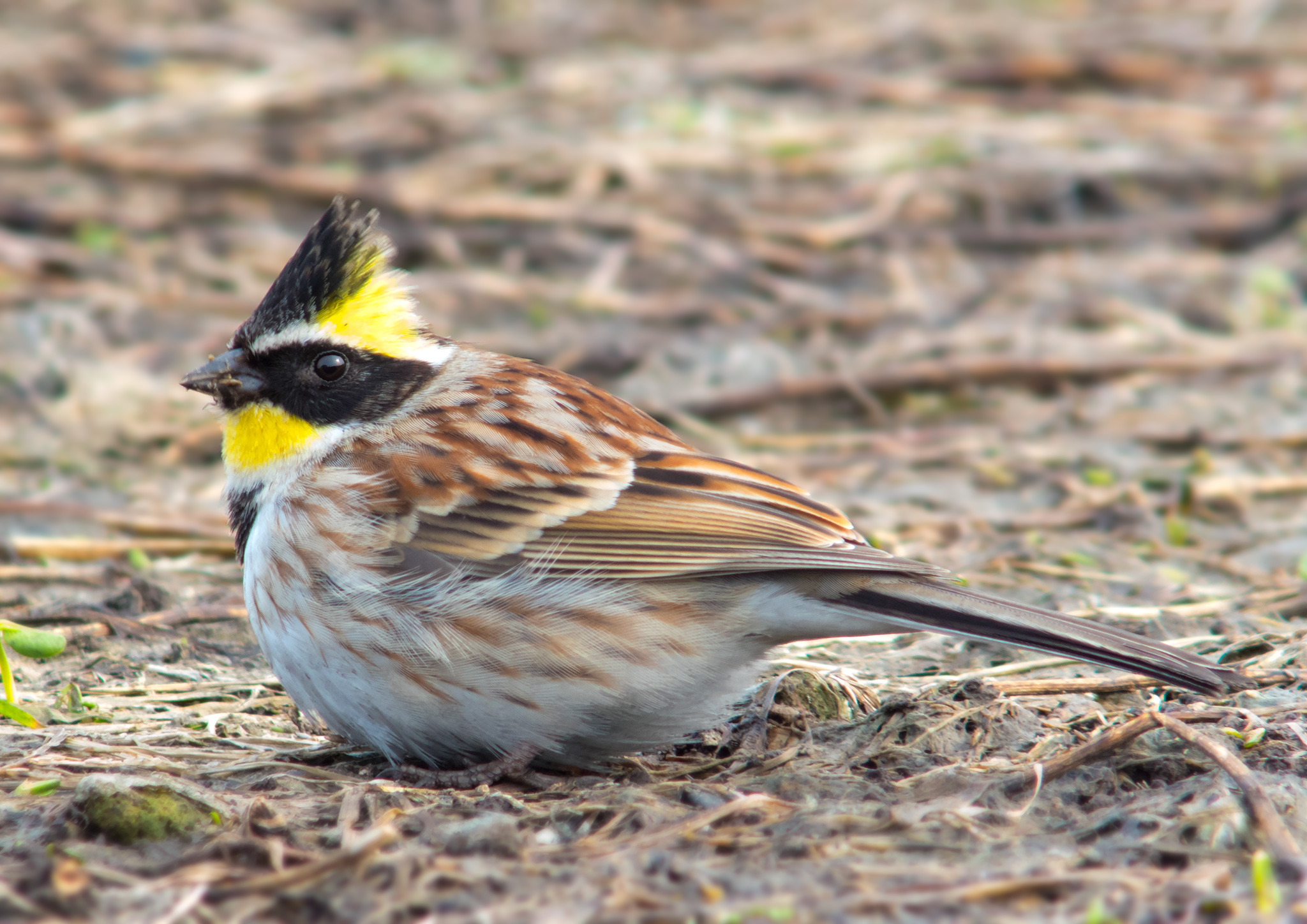 Yellow-throated bunting perched in Hokkaido, Japan