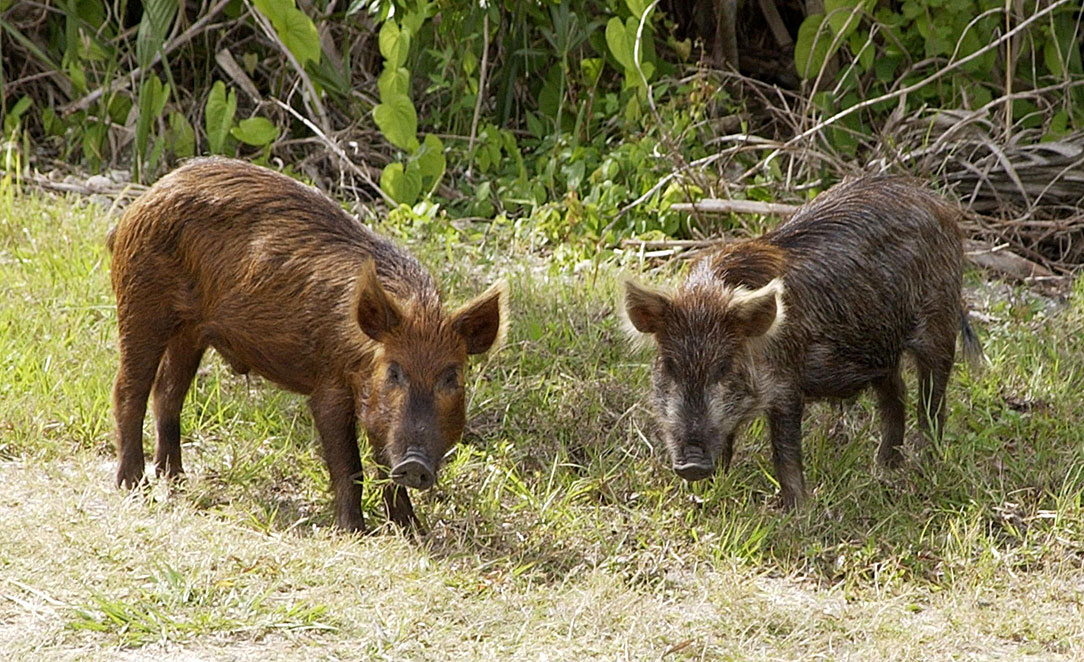 Two feral wild pigs foraging in Florida