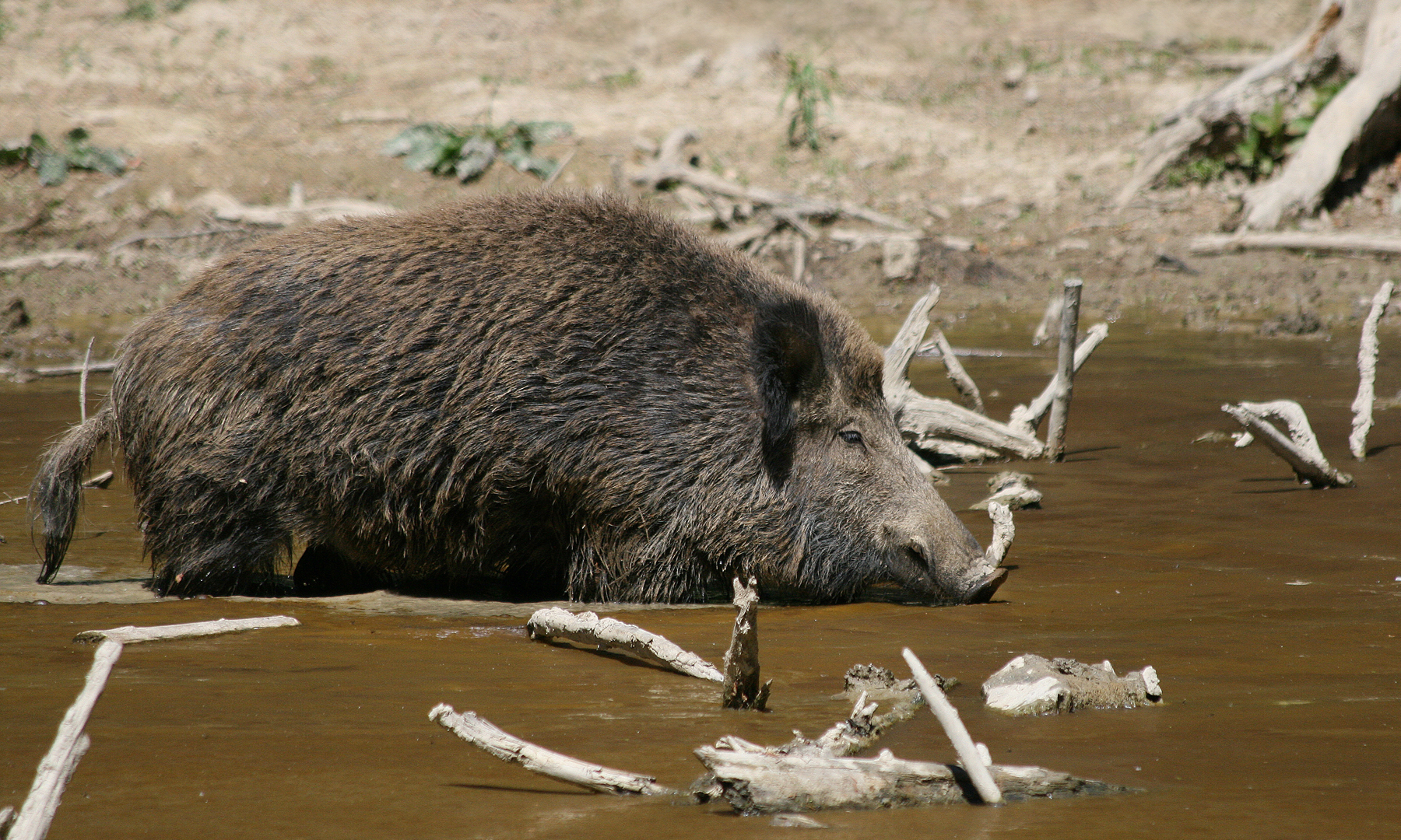 Wild boar in a forest wallow in Bavaria, Germany