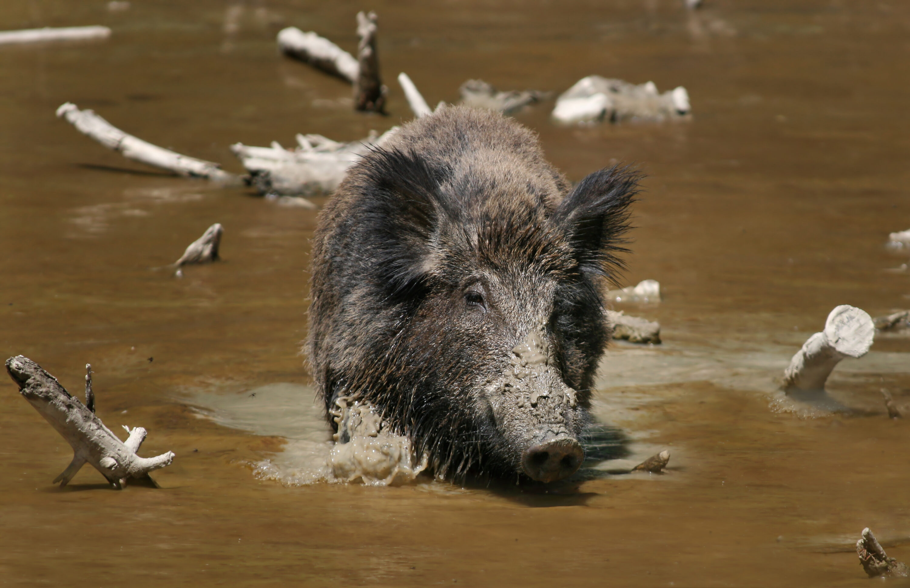 Wild boar standing in a muddy wallow in natural habitat