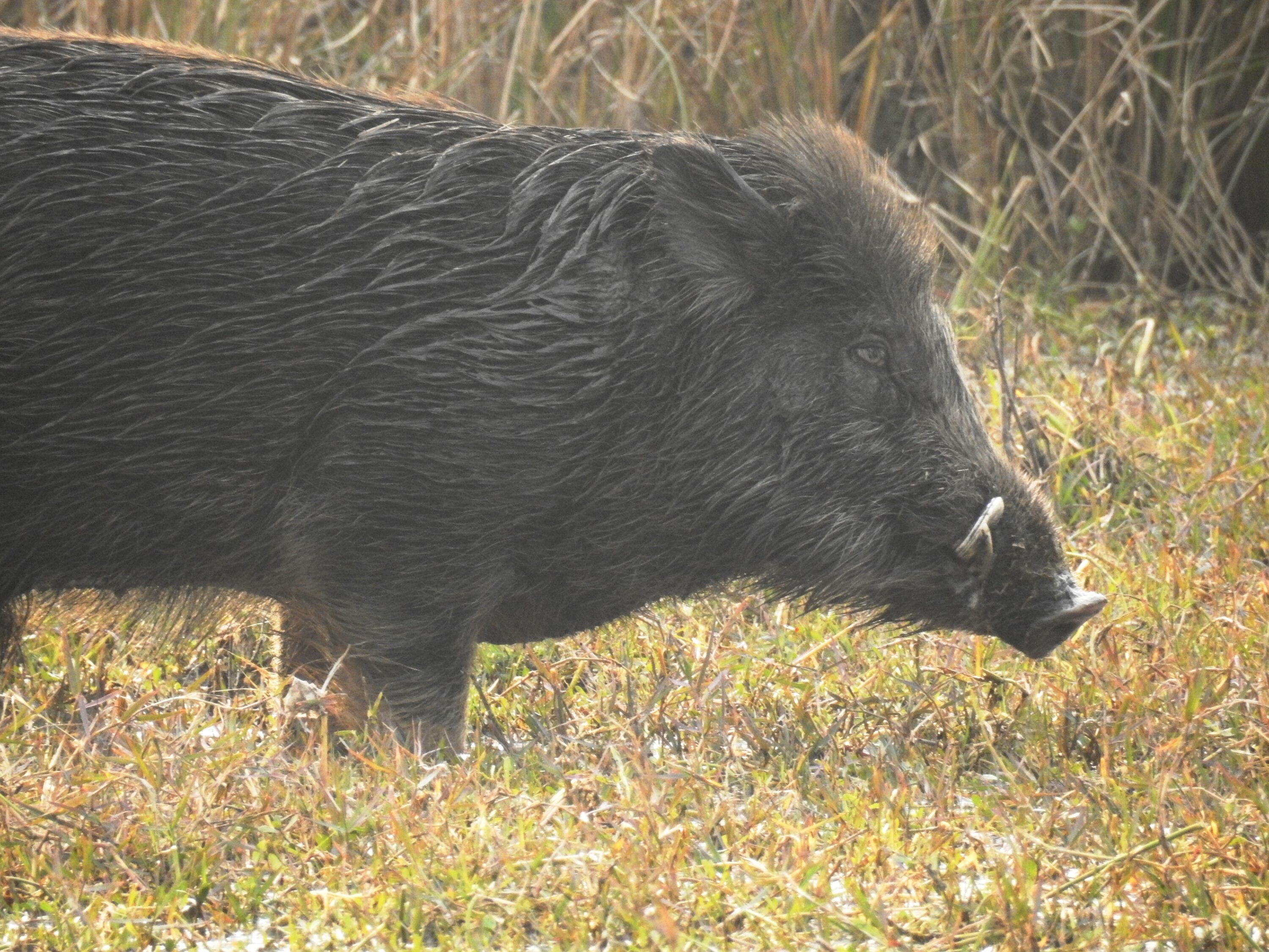 Wild boar in Keoladeo National Park, Rajasthan, India